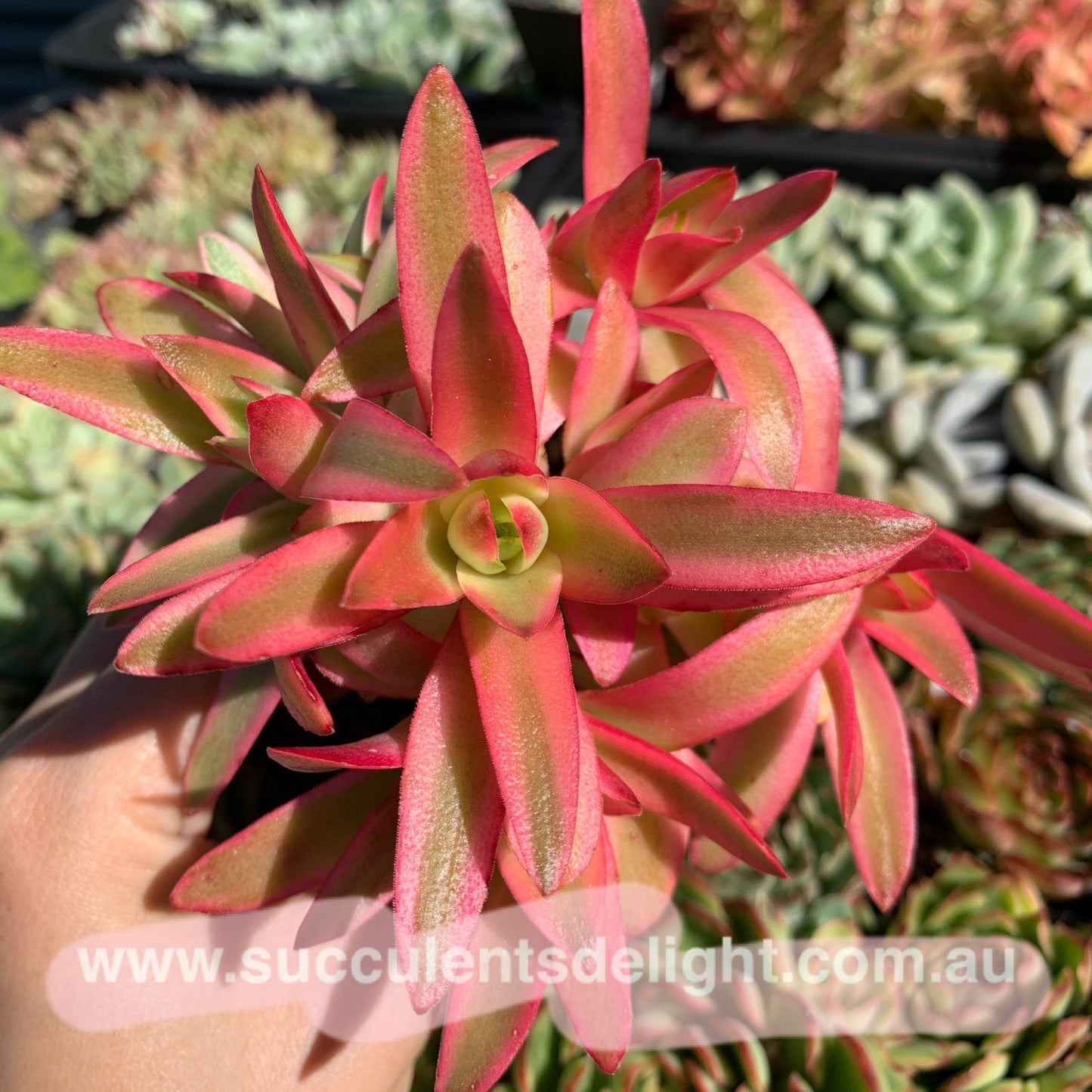 Crassula Campfire Variegated 火祭锦