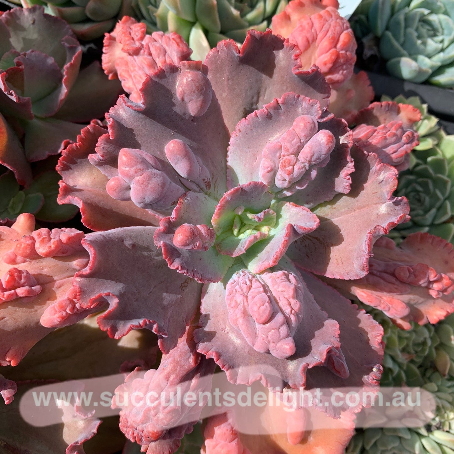 Echeveria Red Dragon 红龙