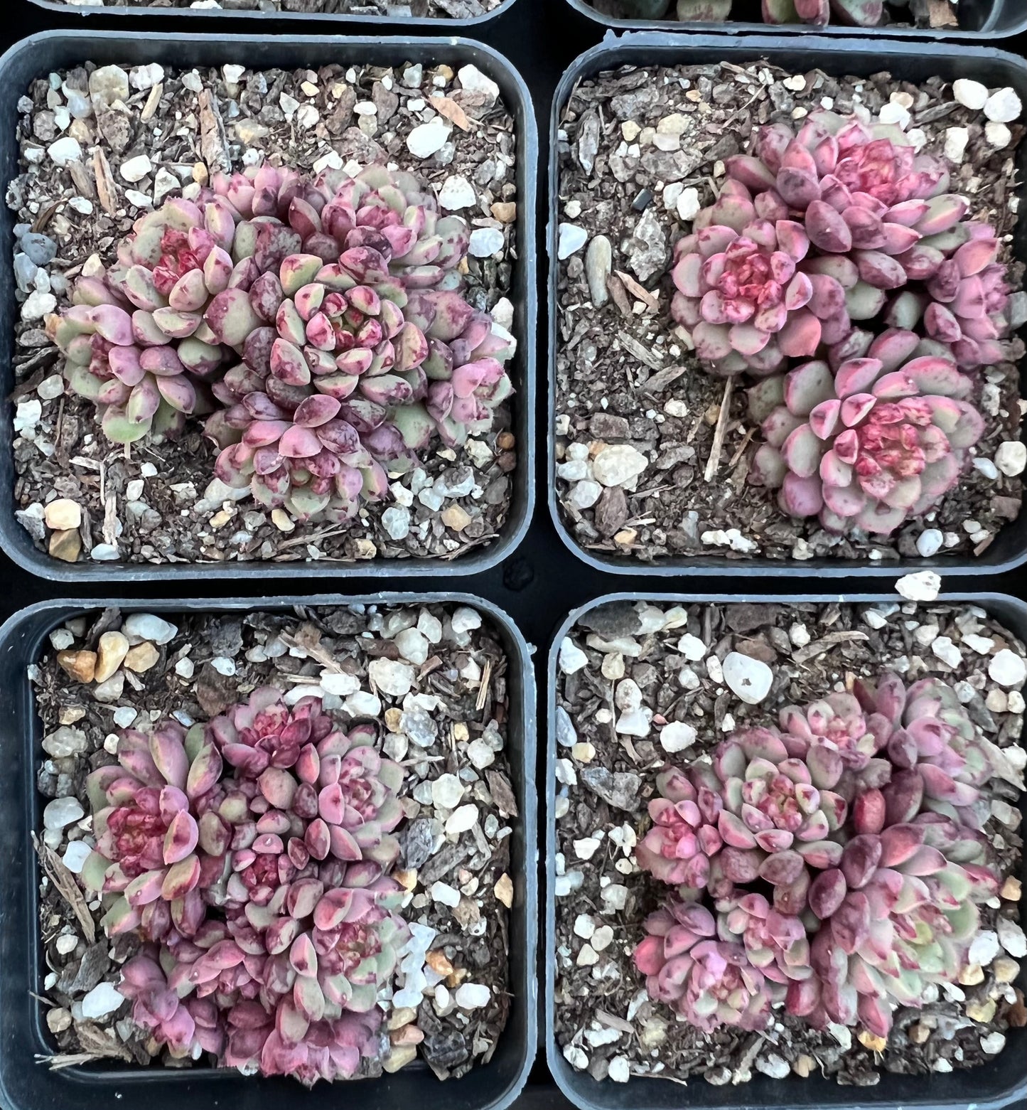 Echeveria Nocturn