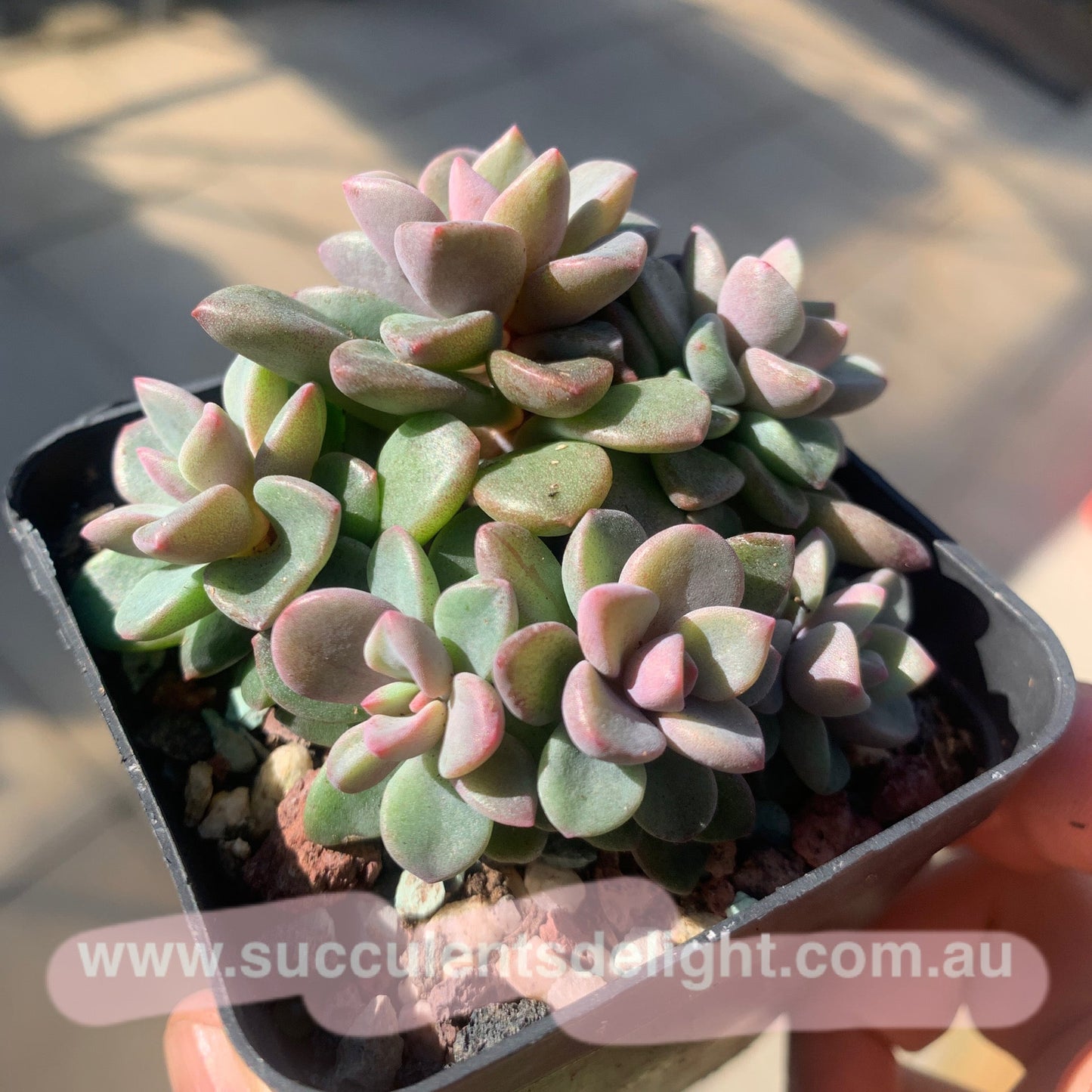 Echeveria cv. Rezry cluster 紫心群