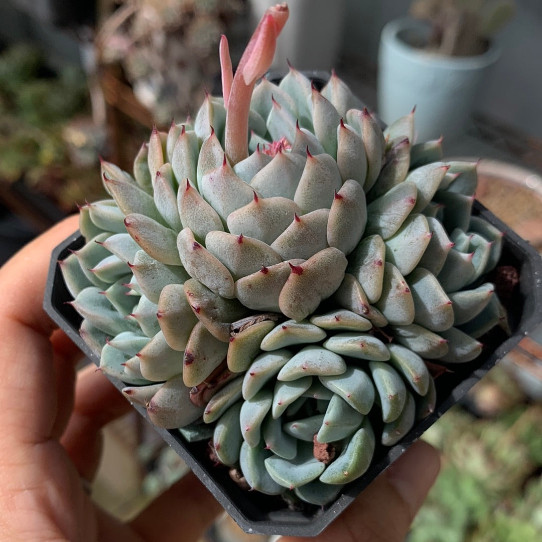 Echeveria Elegans Dongting 洞庭月影