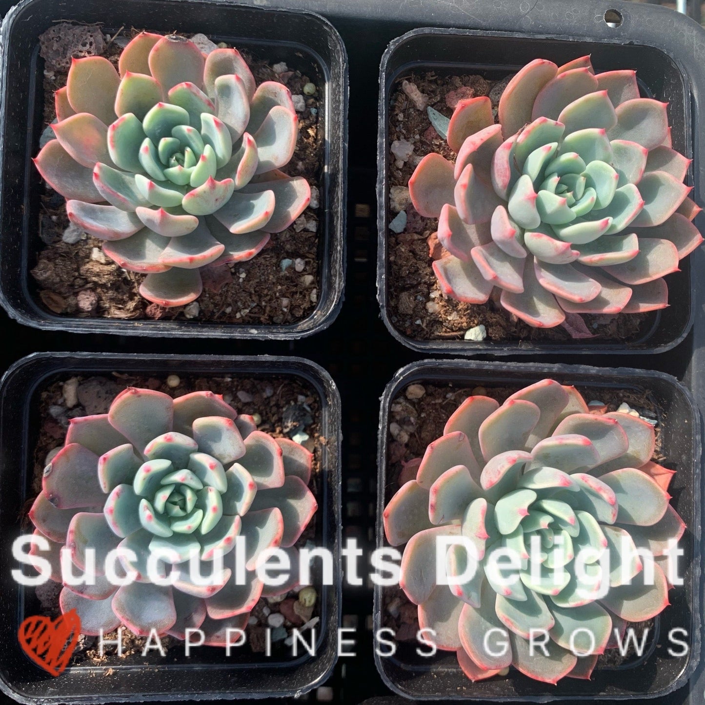 Echeveria Mini Hook 娜娜小勾