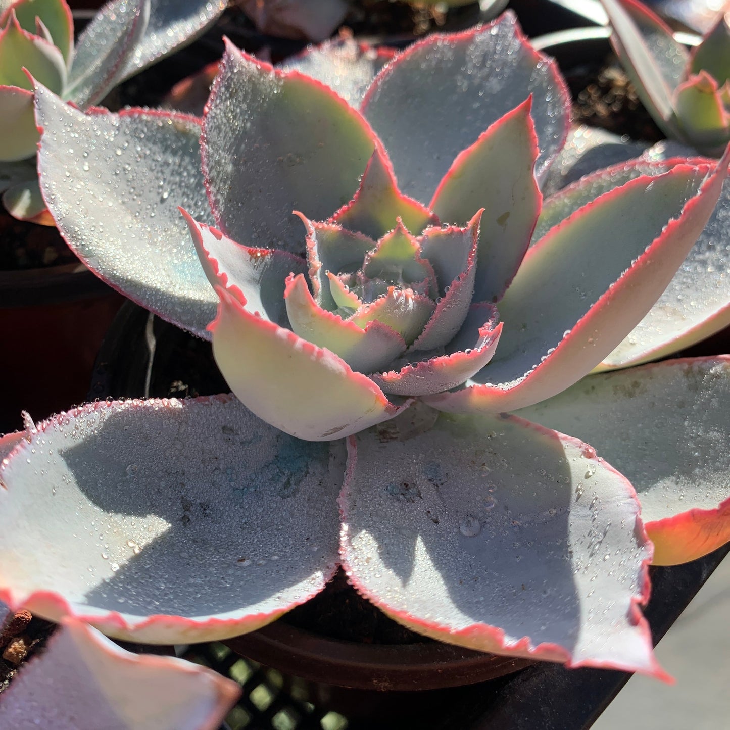 Echeveria Cante 广寒宫