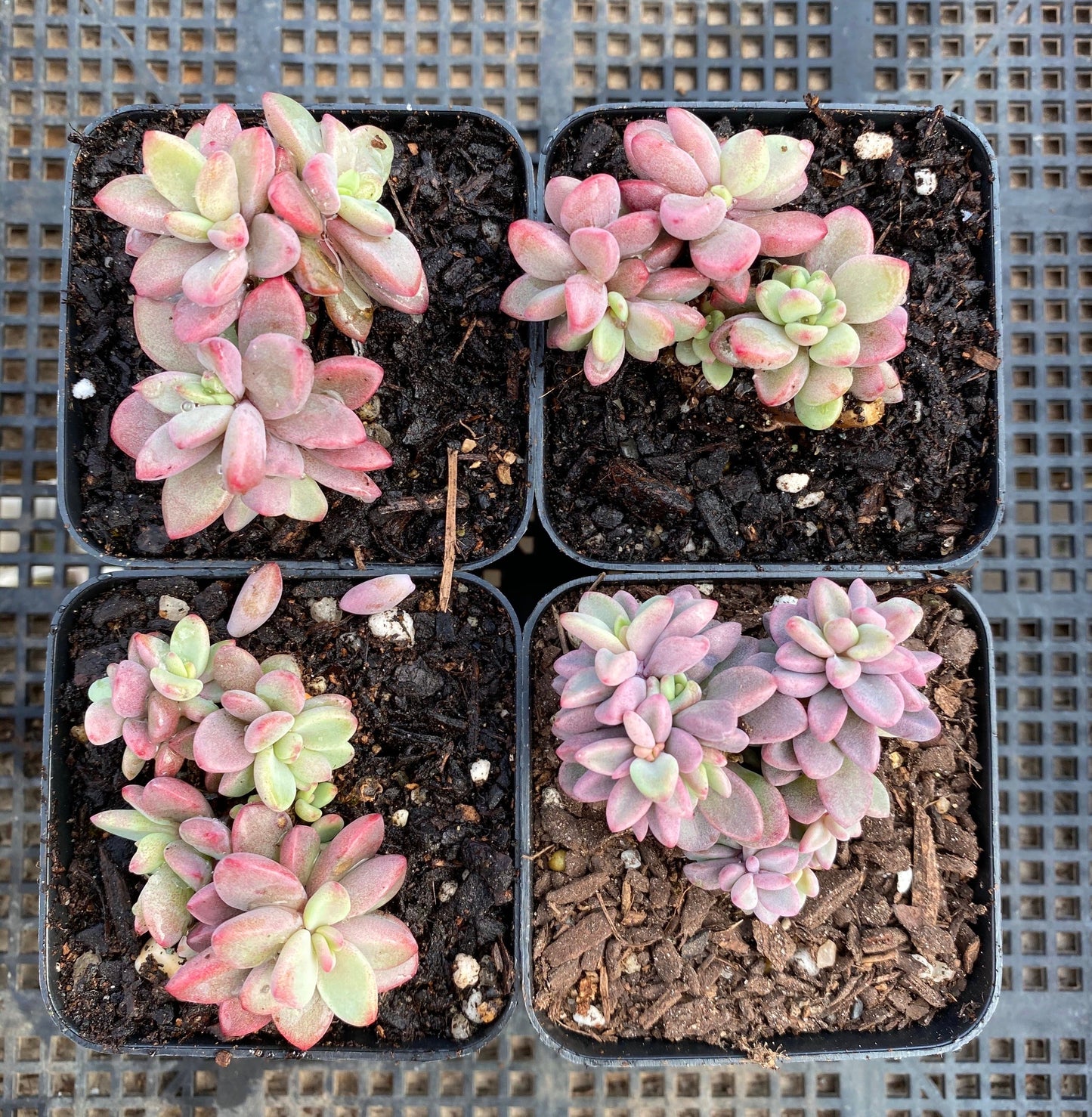 Echeveria Manaudes