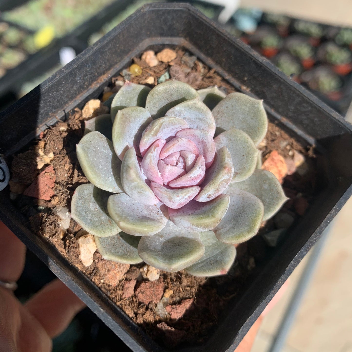 Echeveria Tynie Burger 泰尼汉堡