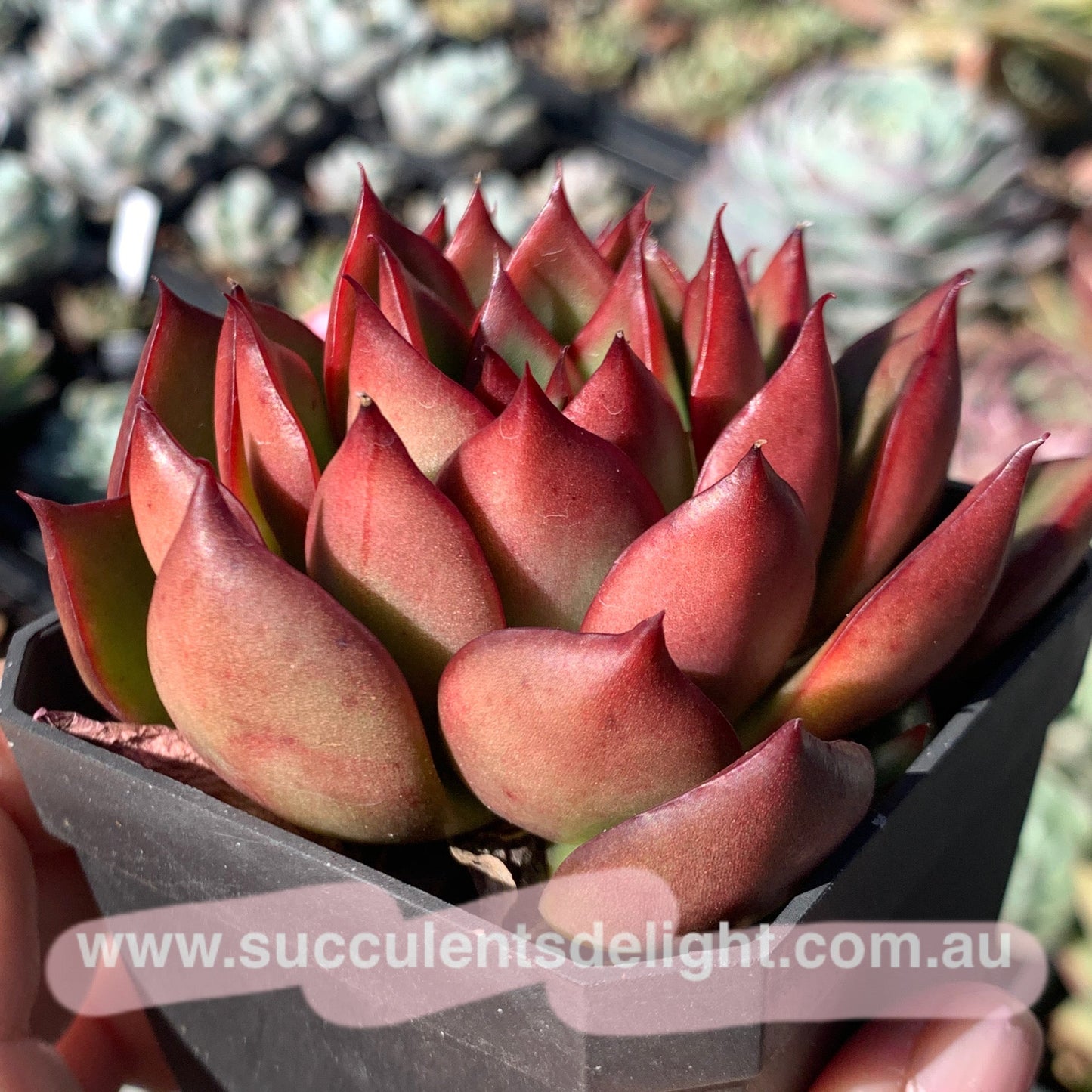 Echeveria Agavoides Wild Horse 野马东云
