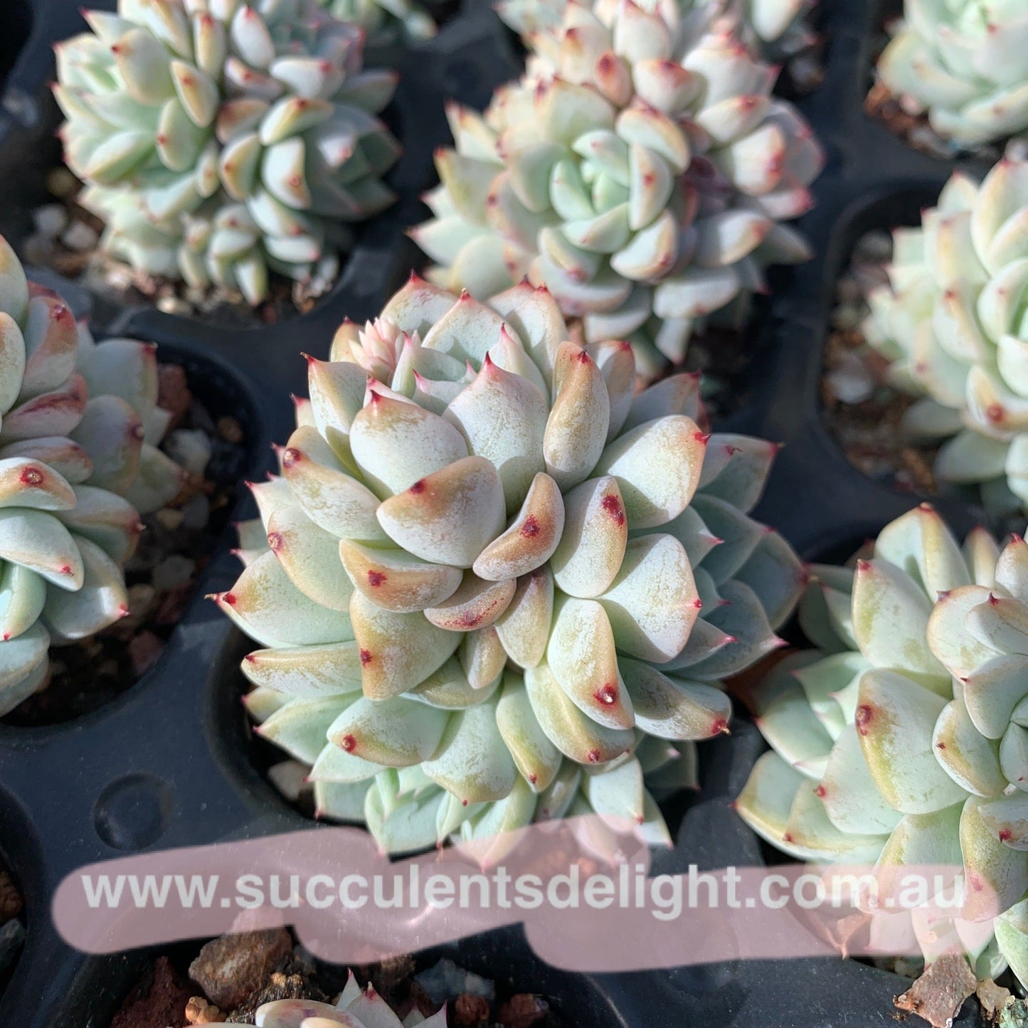 Echeveria Elegans Dongting 洞庭月影