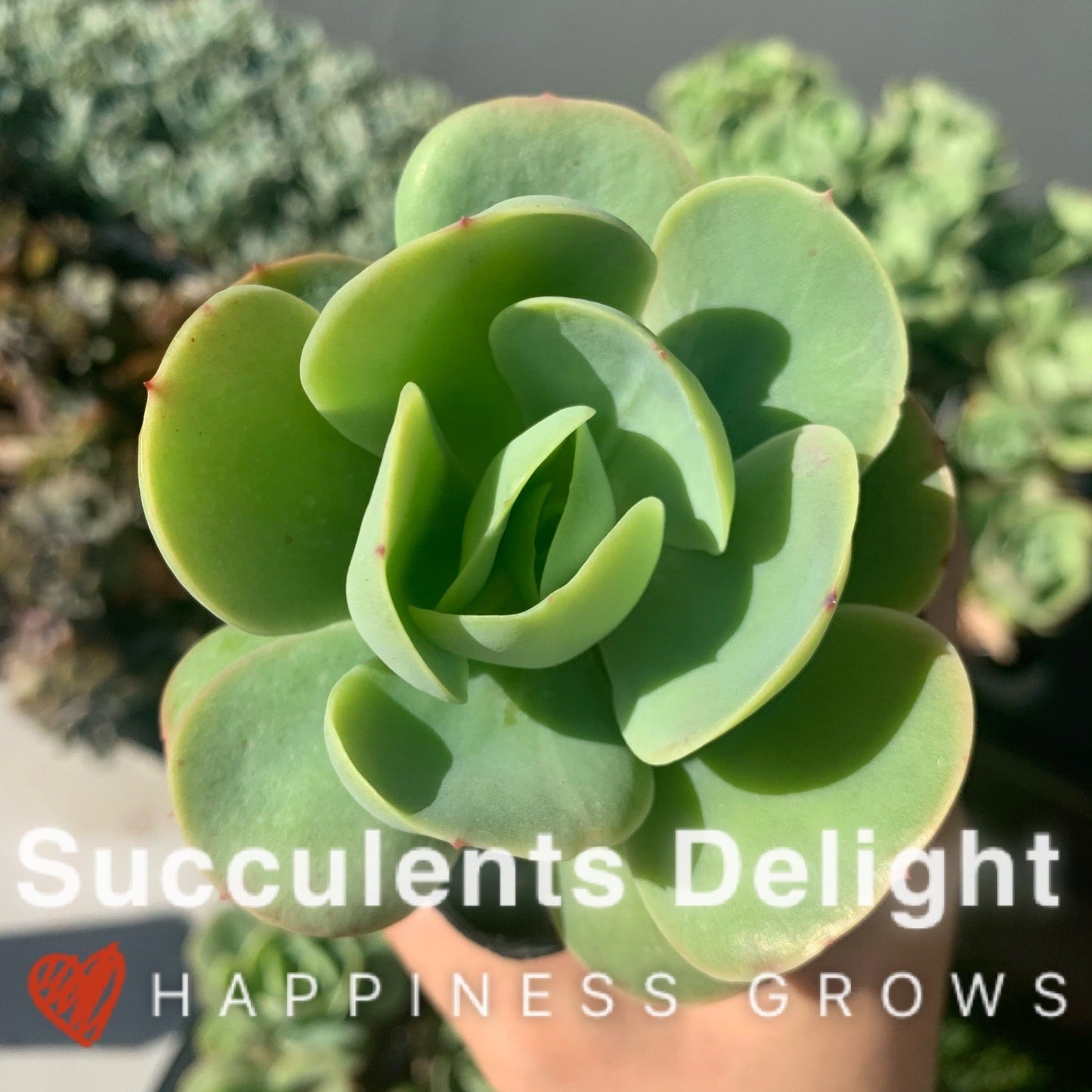 Echeveria Peach Pride 碧桃