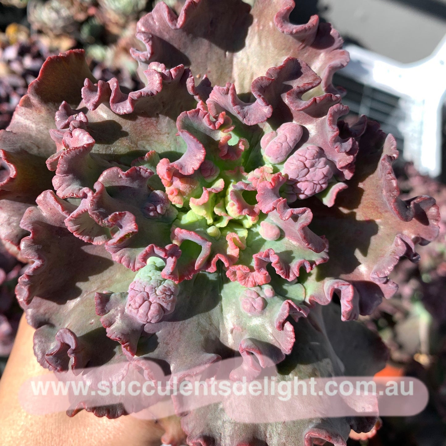 Echeveria Red Dragon 红龙