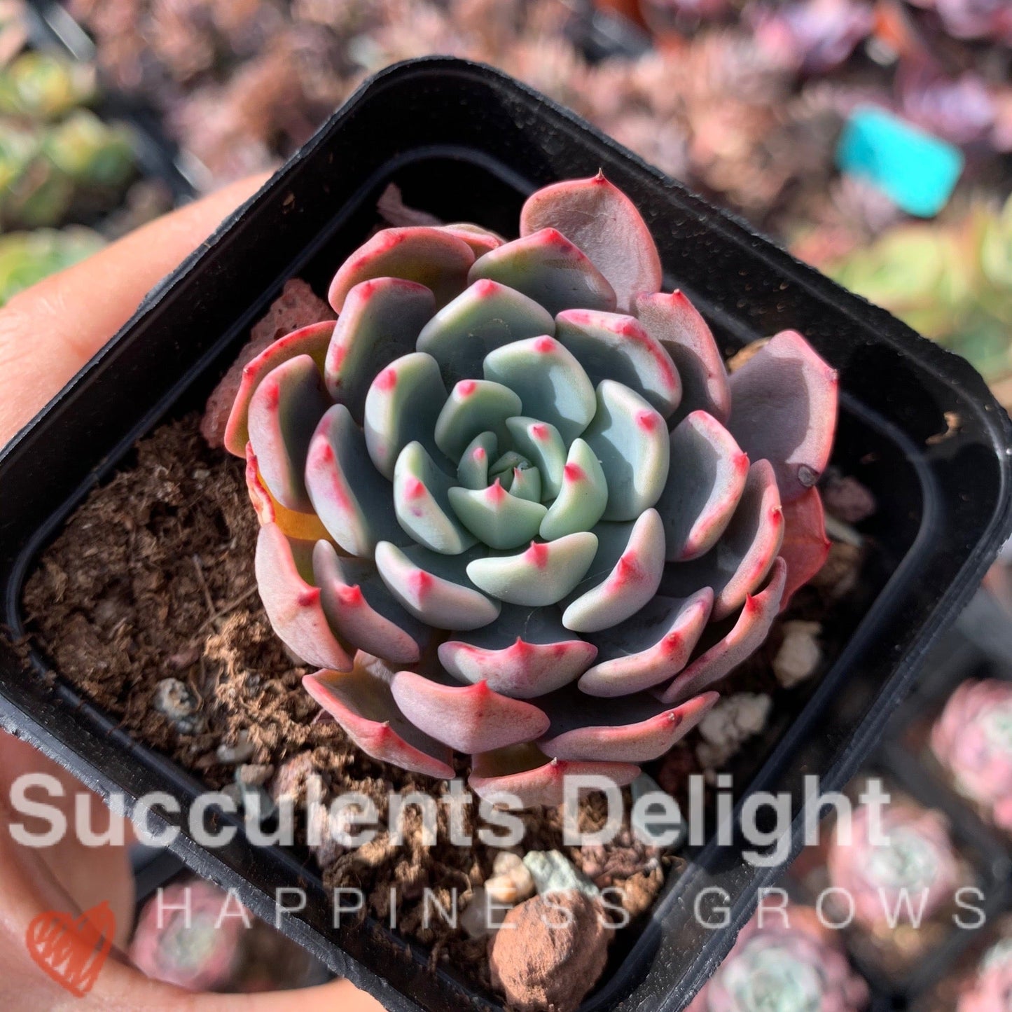 Echeveria Mini Hook 娜娜小勾