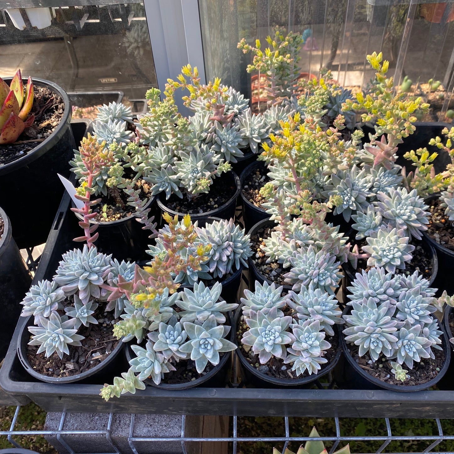 Dudleya greenei/white sprite