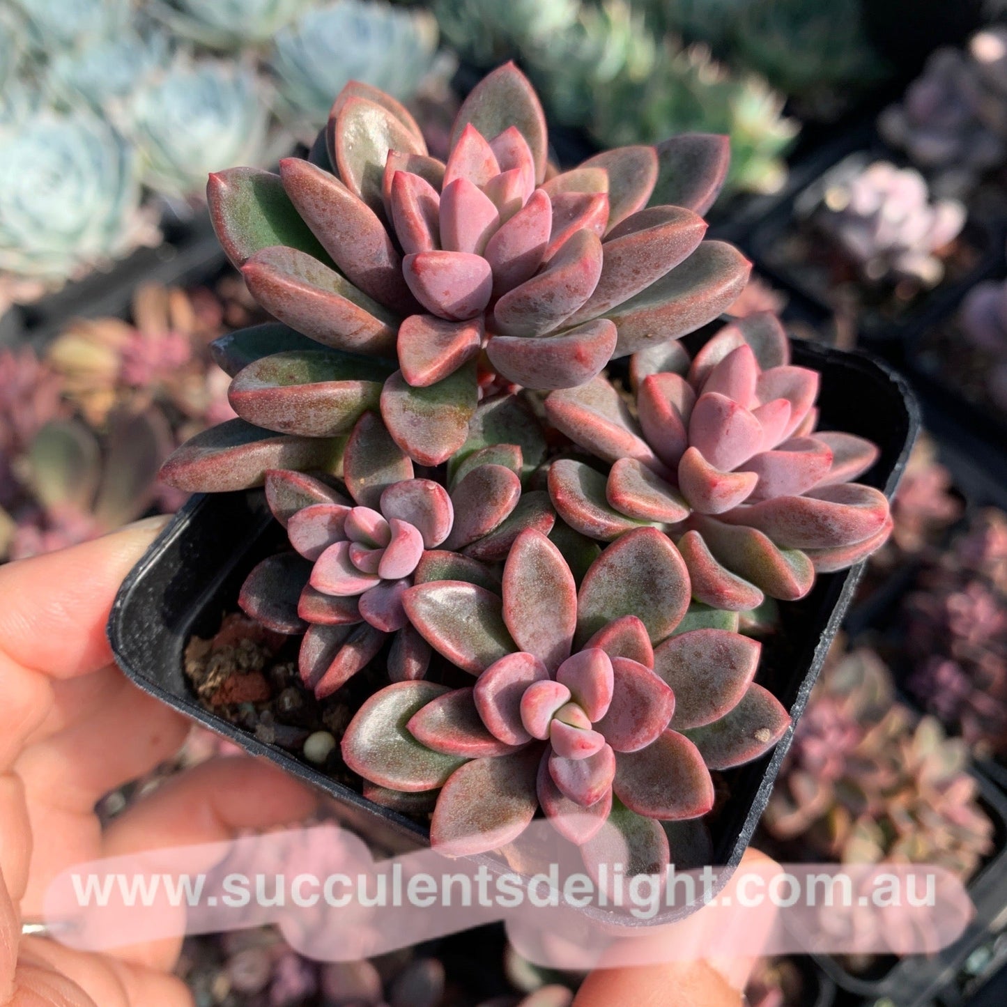 Echeveria cv. Rezry cluster 紫心群