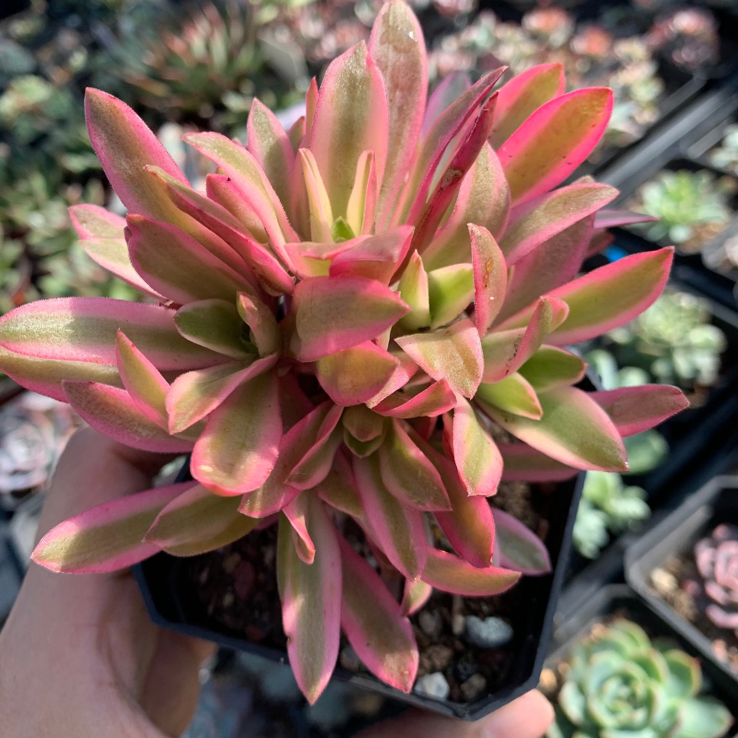 Crassula Campfire Variegated 火祭锦