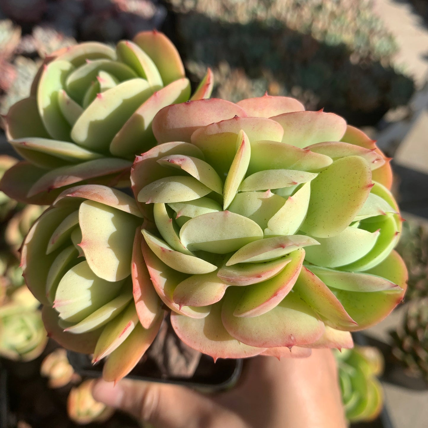 Echeveria Peach Pride 碧桃