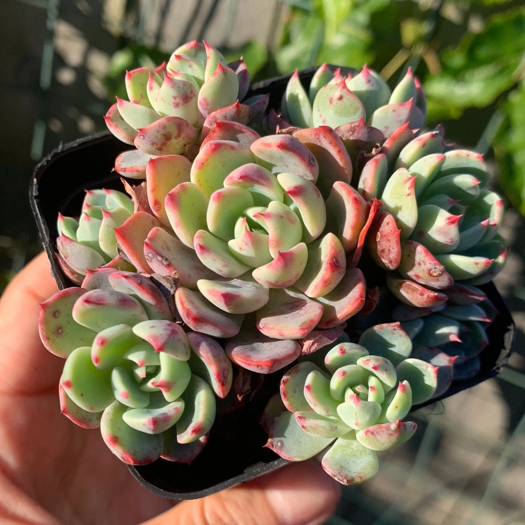 Echeveria Mini Hook 娜娜小勾