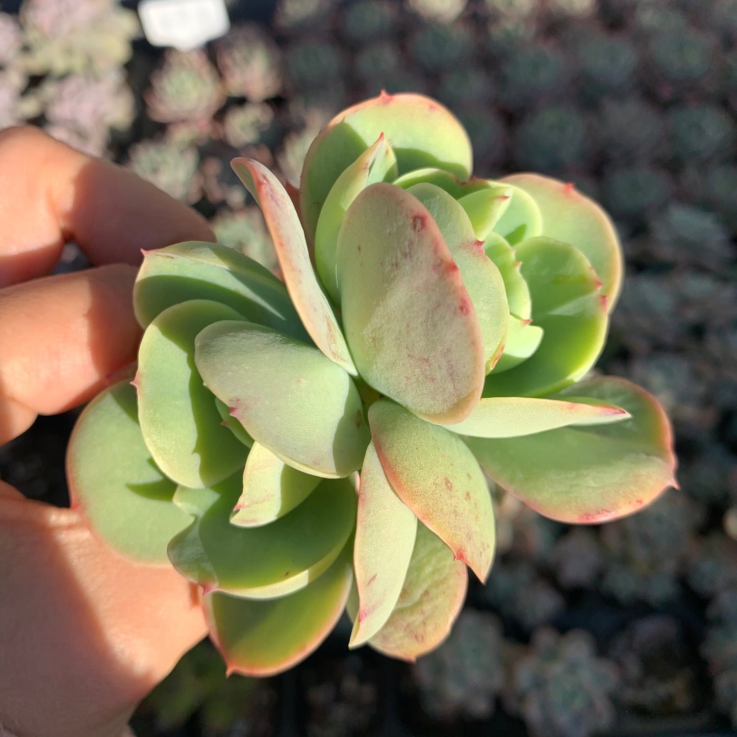 Echeveria Peach Pride 碧桃