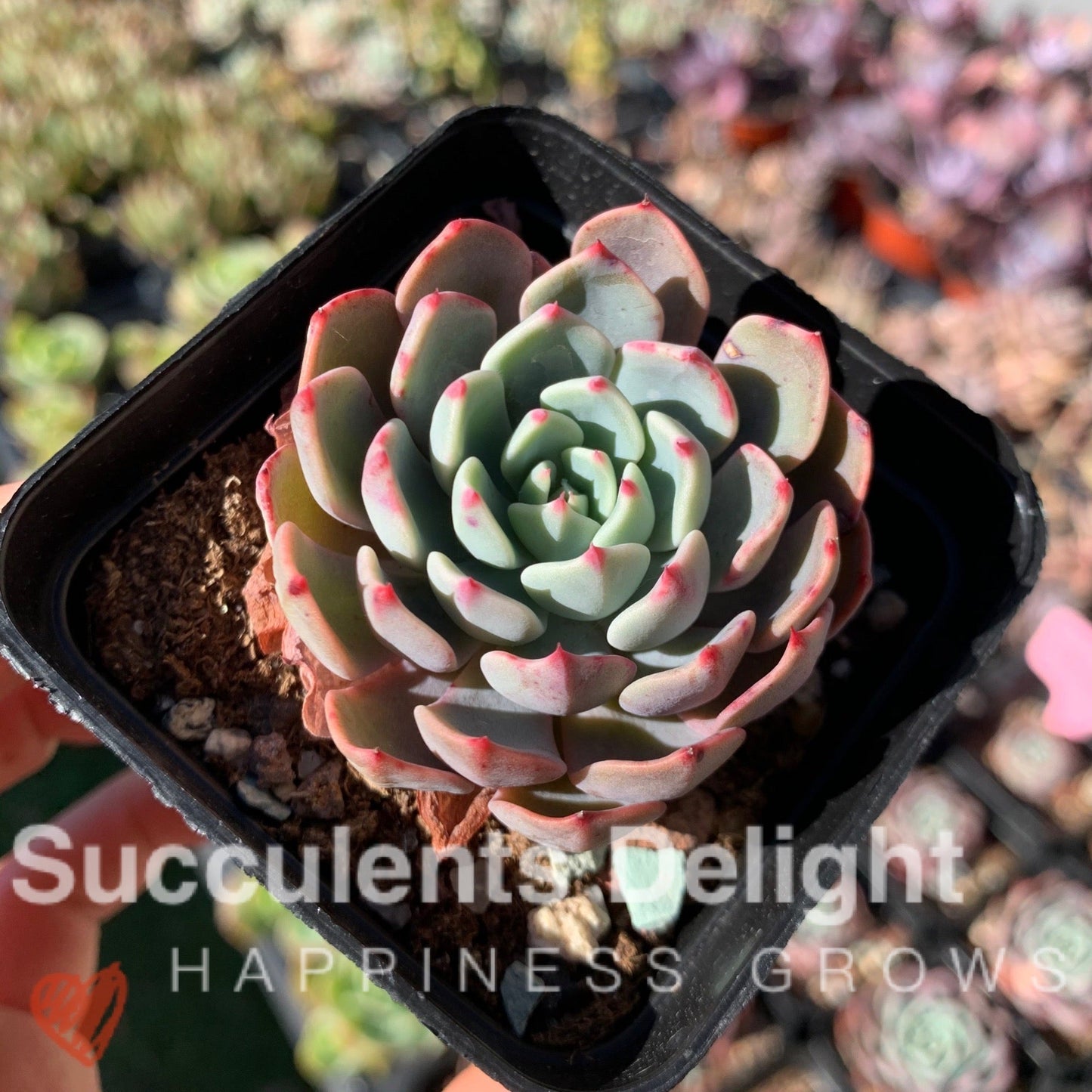 Echeveria Mini Hook 娜娜小勾