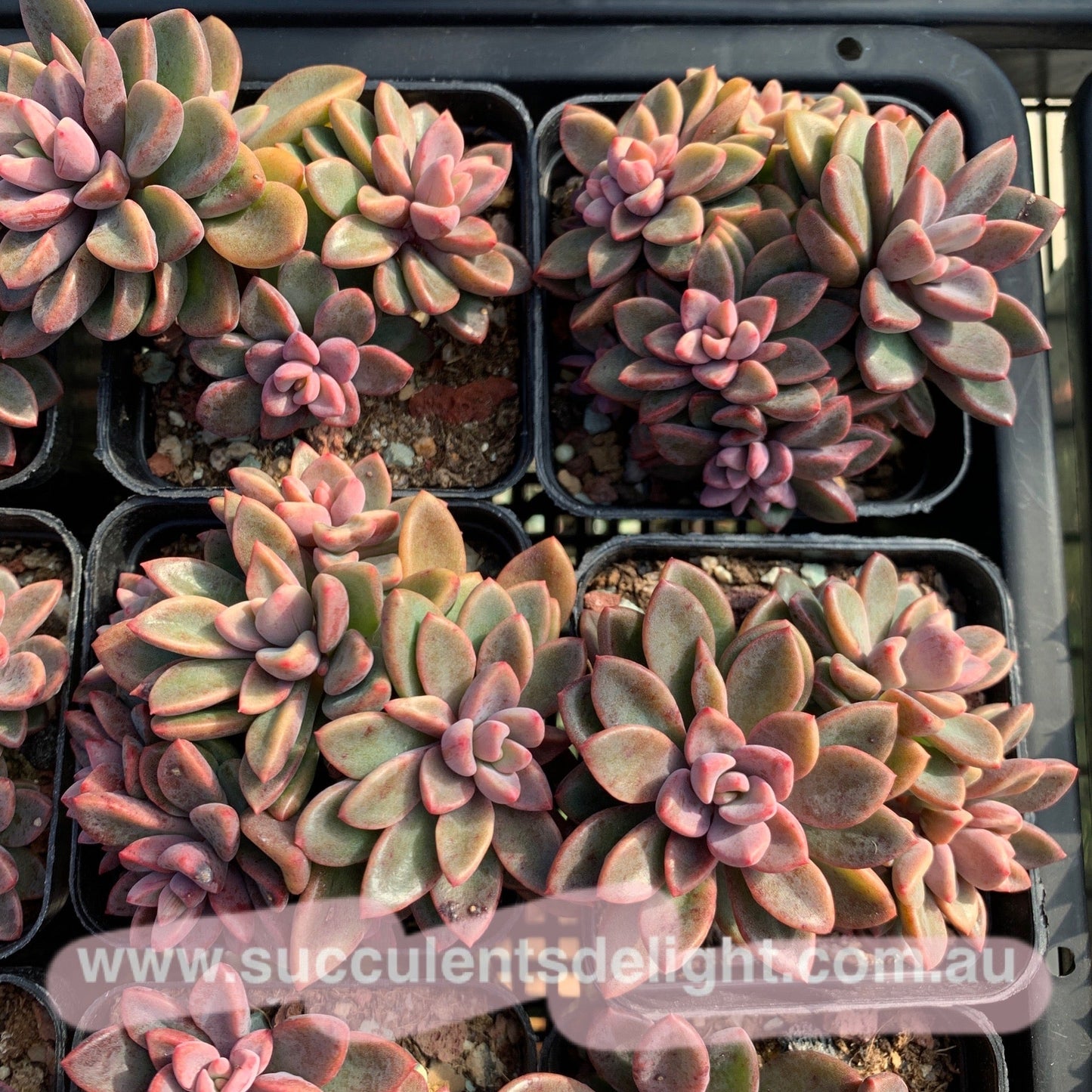 Echeveria cv. Rezry cluster 紫心群