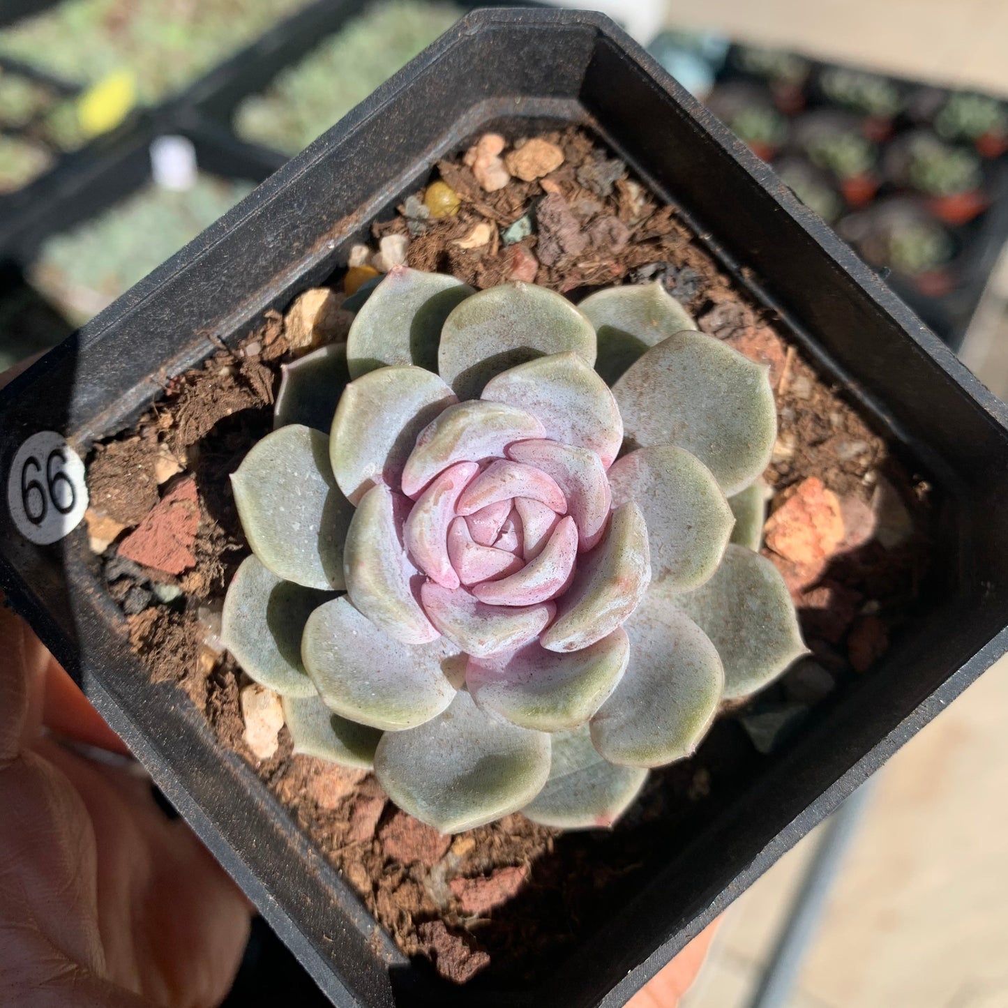 Echeveria Tynie Burger 泰尼汉堡