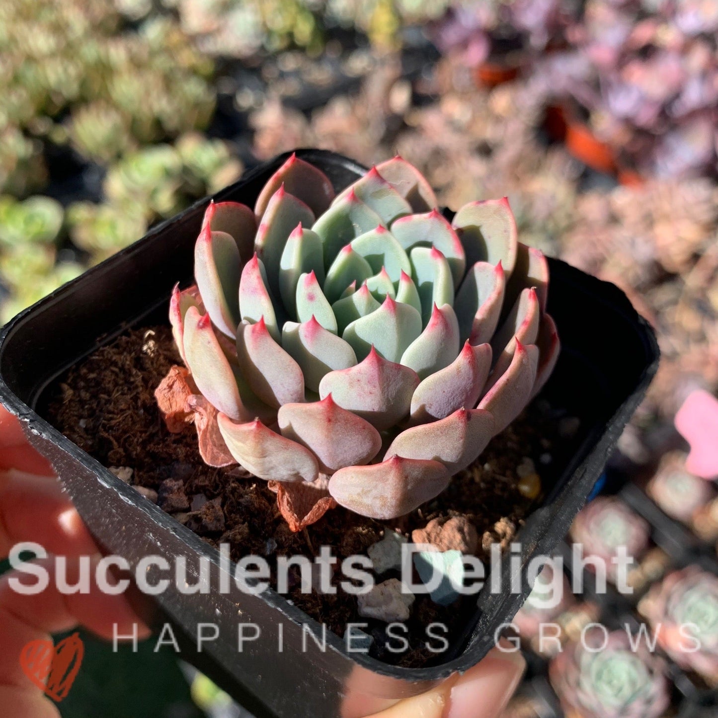 Echeveria Mini Hook 娜娜小勾