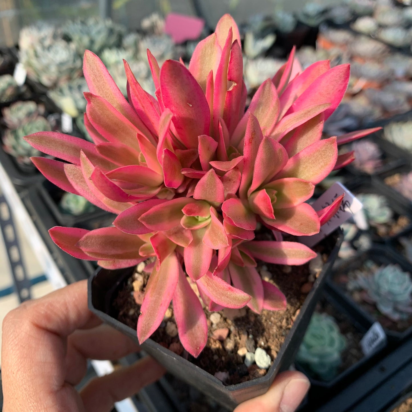 Crassula Campfire Variegated 火祭锦