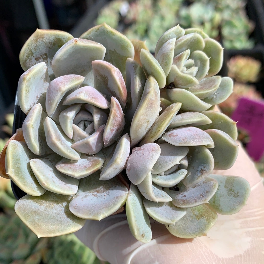 Echeveria Tynie Burger 泰尼汉堡