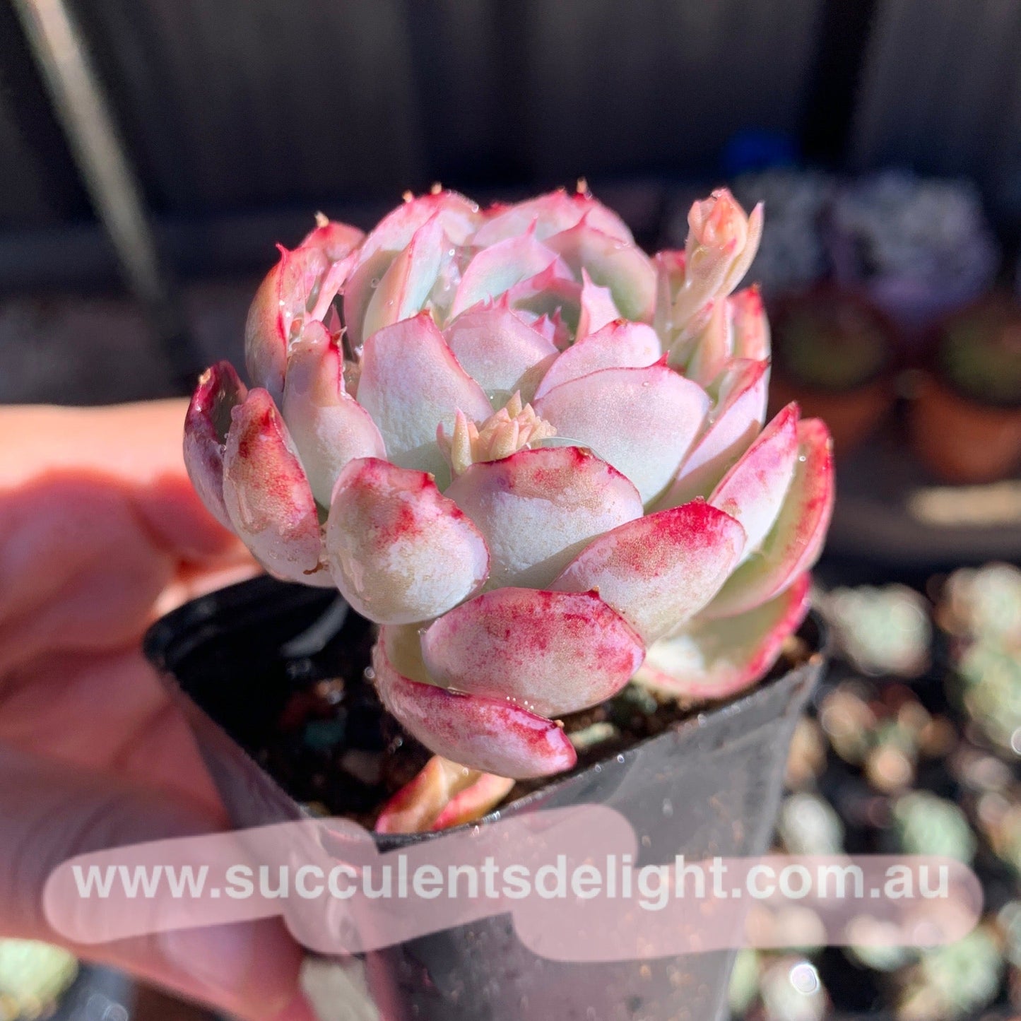 Echeveria Pink Edge Pink Elegans 粉月影