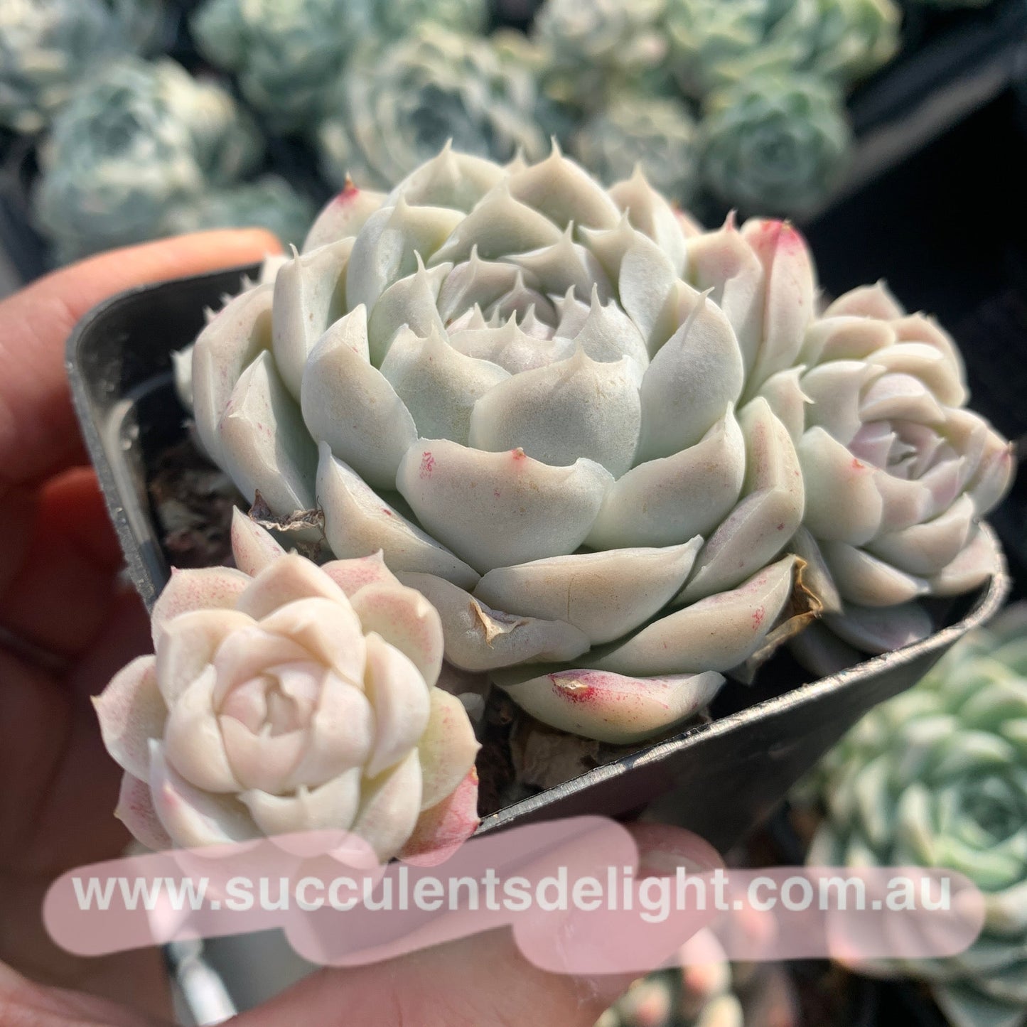Echeveria Elegans Alba aka White Elegans 阿尔巴白月影