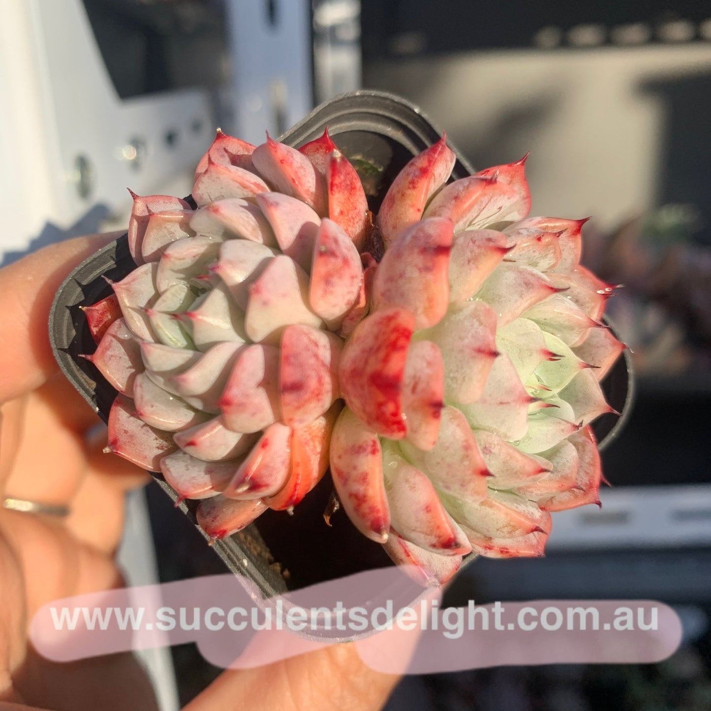 Echeveria Elegans Dongting 洞庭月影