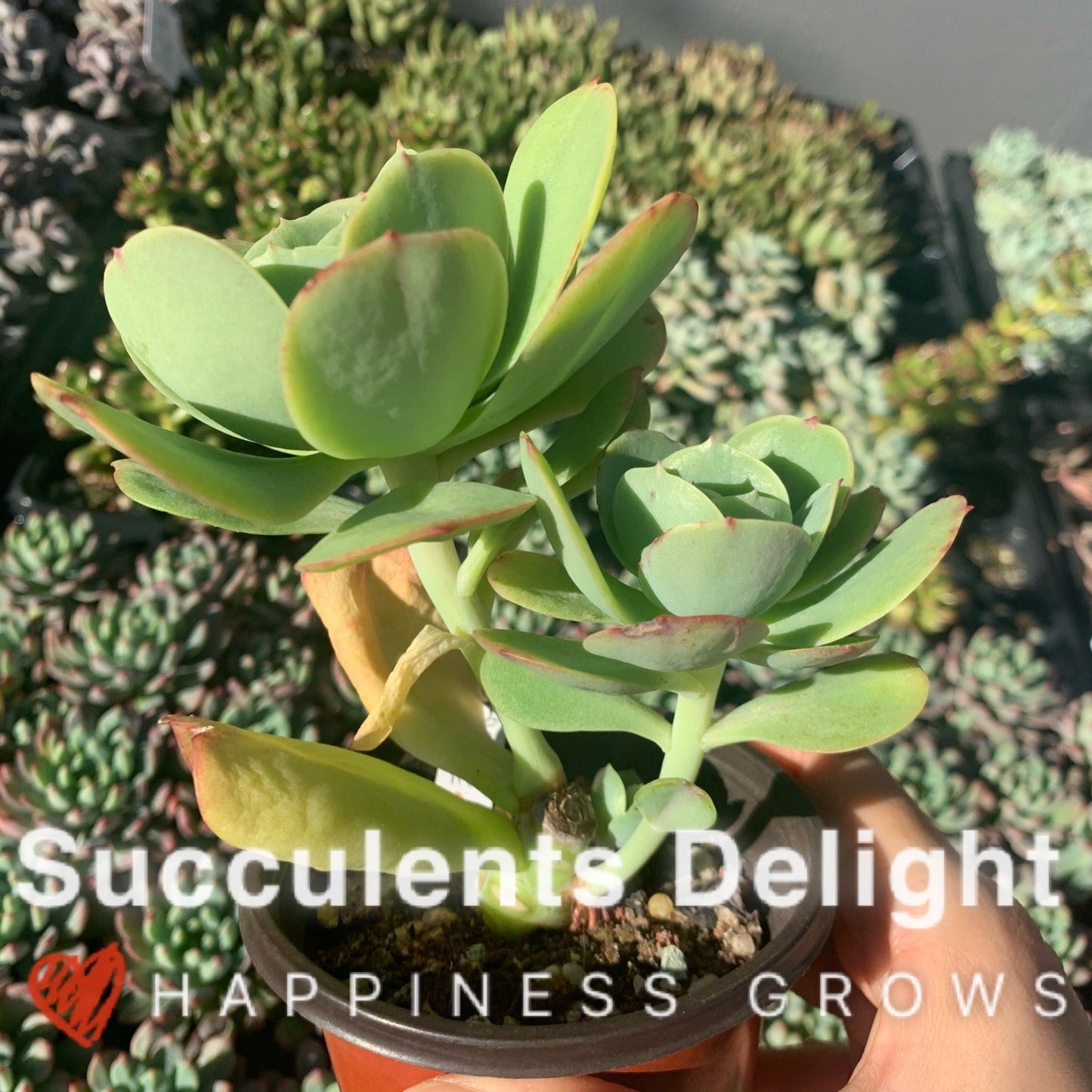 Echeveria Peach Pride 碧桃