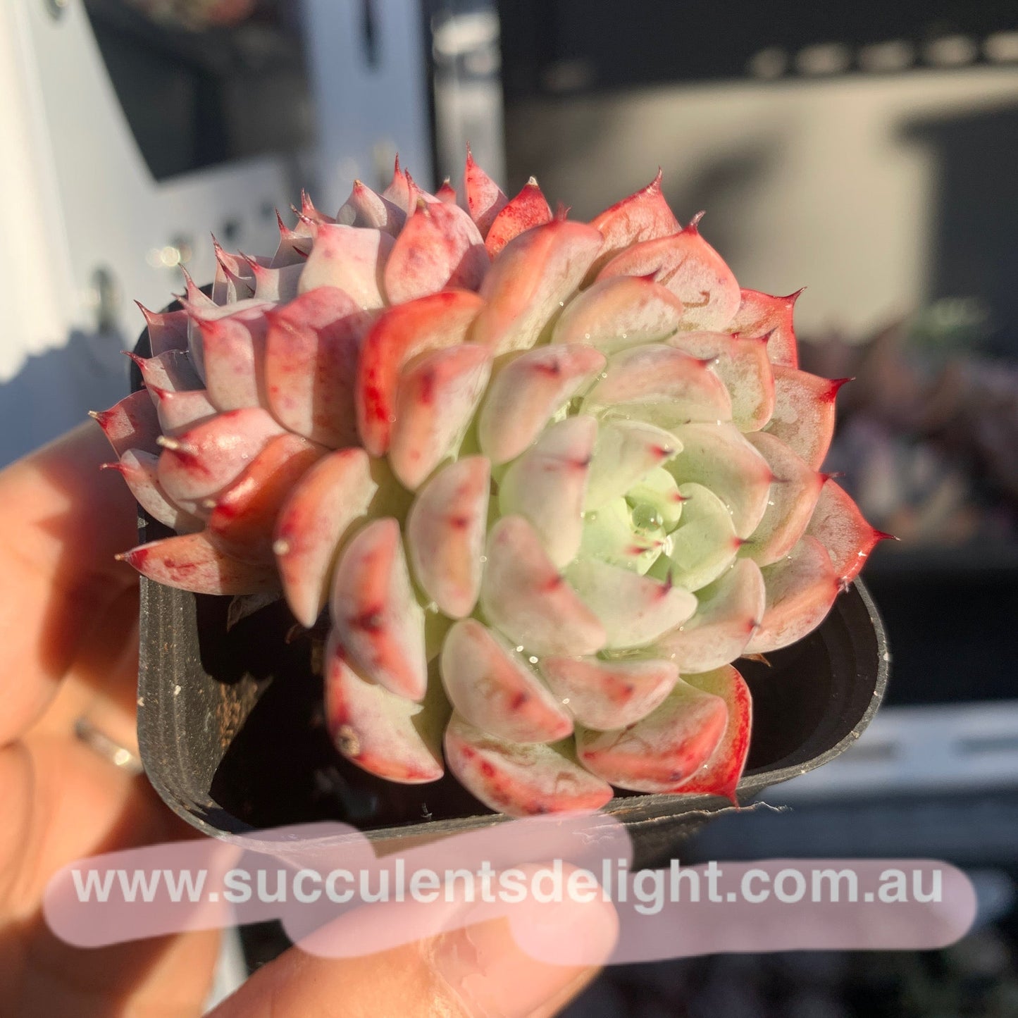 Echeveria Elegans Dongting 洞庭月影
