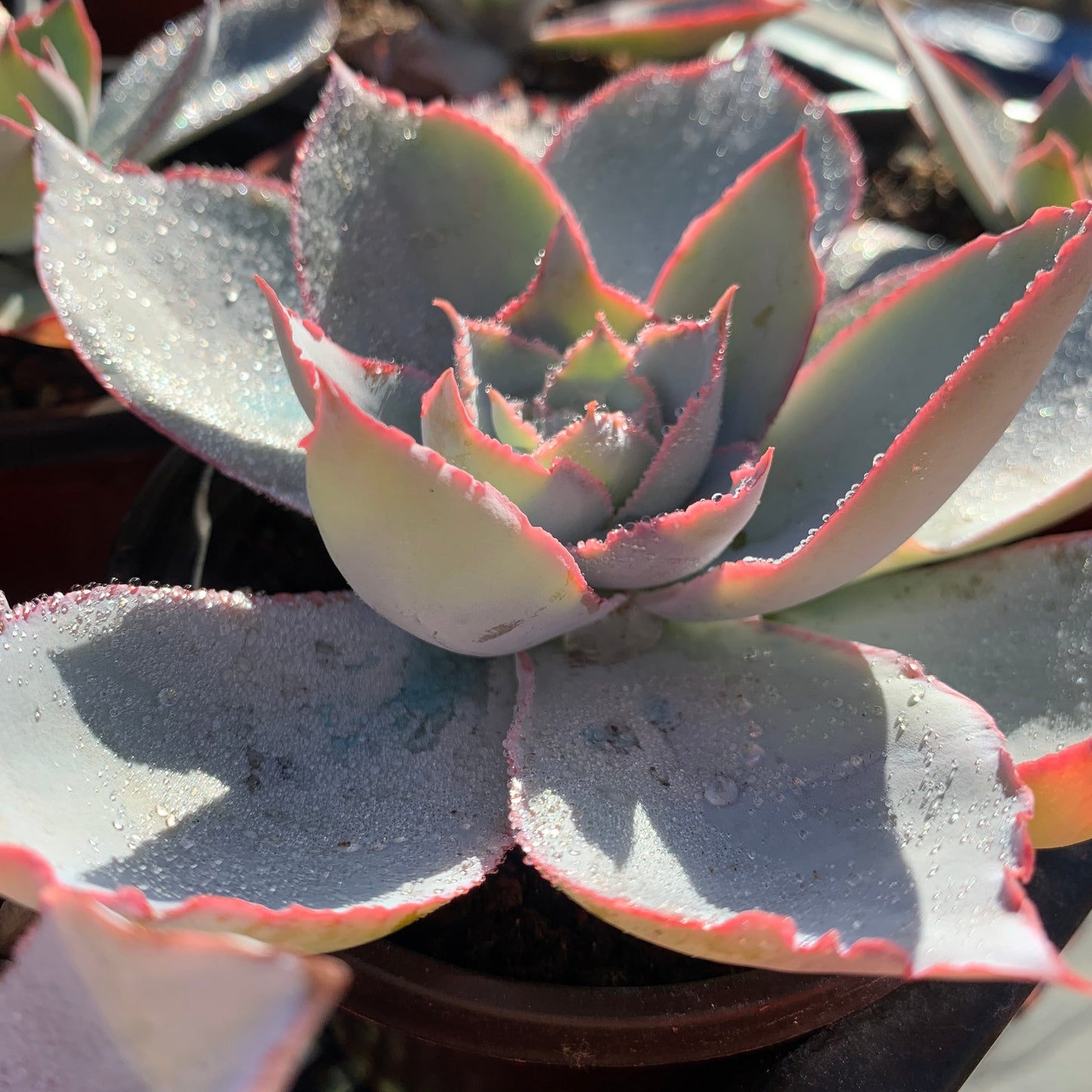 Echeveria Cante 广寒宫