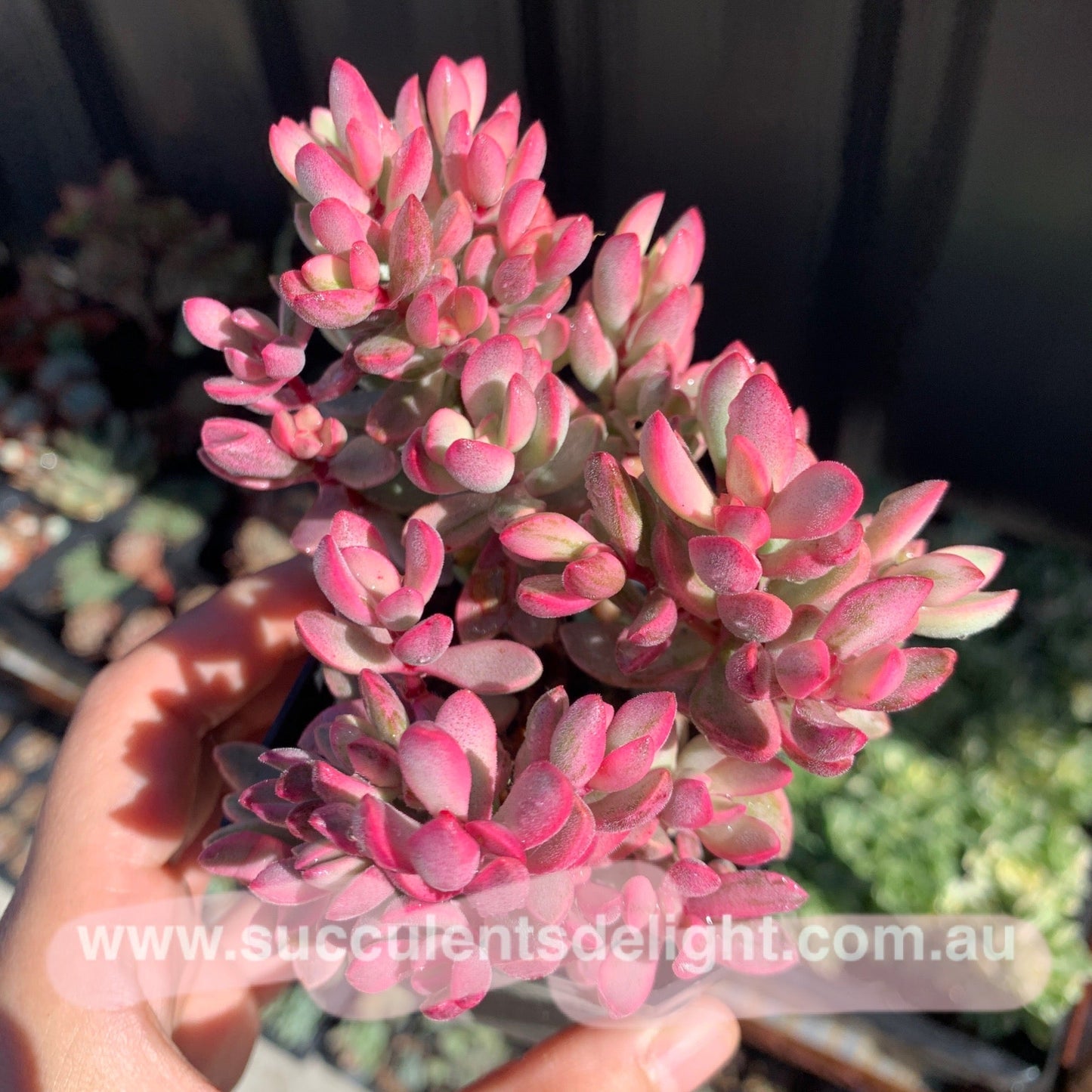 Crassula rogersii variegata cluster 若歌诗锦群