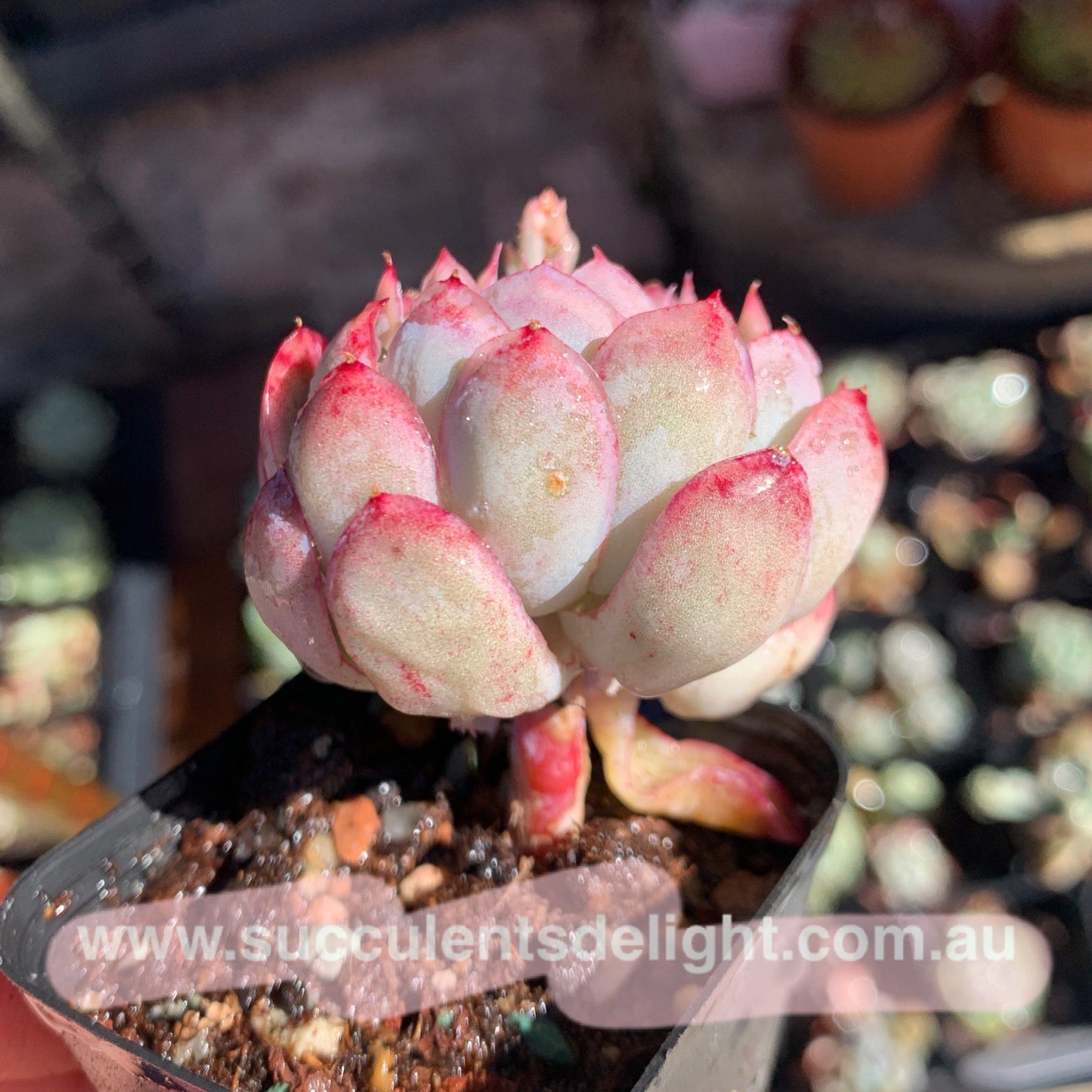 Echeveria Pink Edge Pink Elegans 粉月影