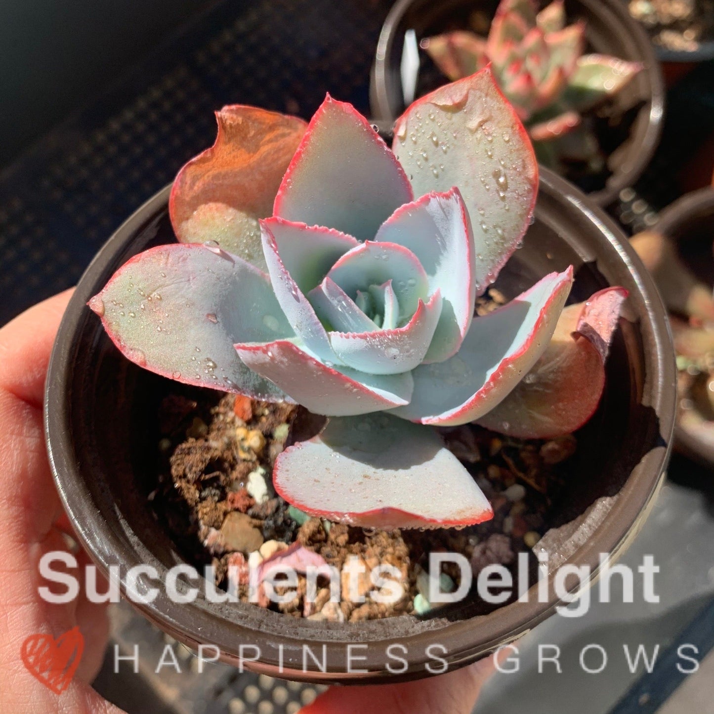 Echeveria Cante 广寒宫