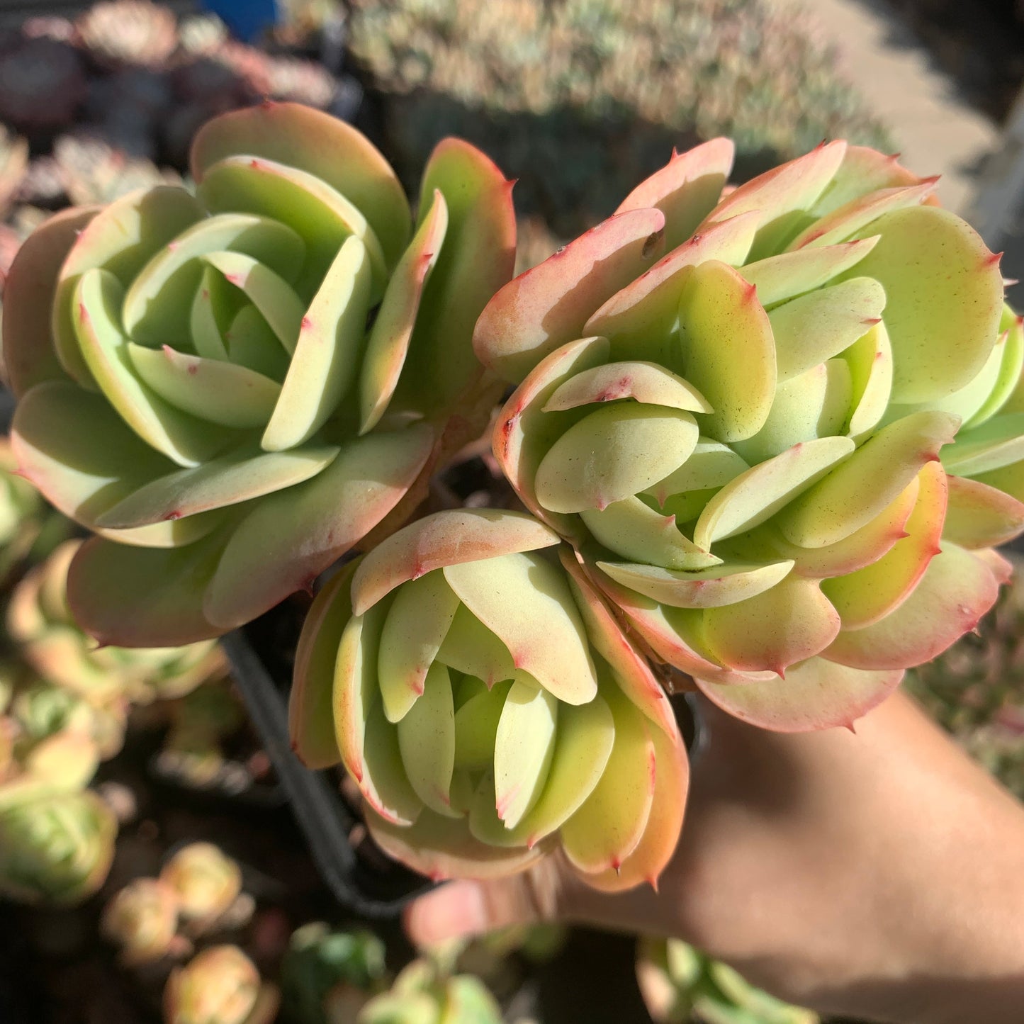Echeveria Peach Pride 碧桃