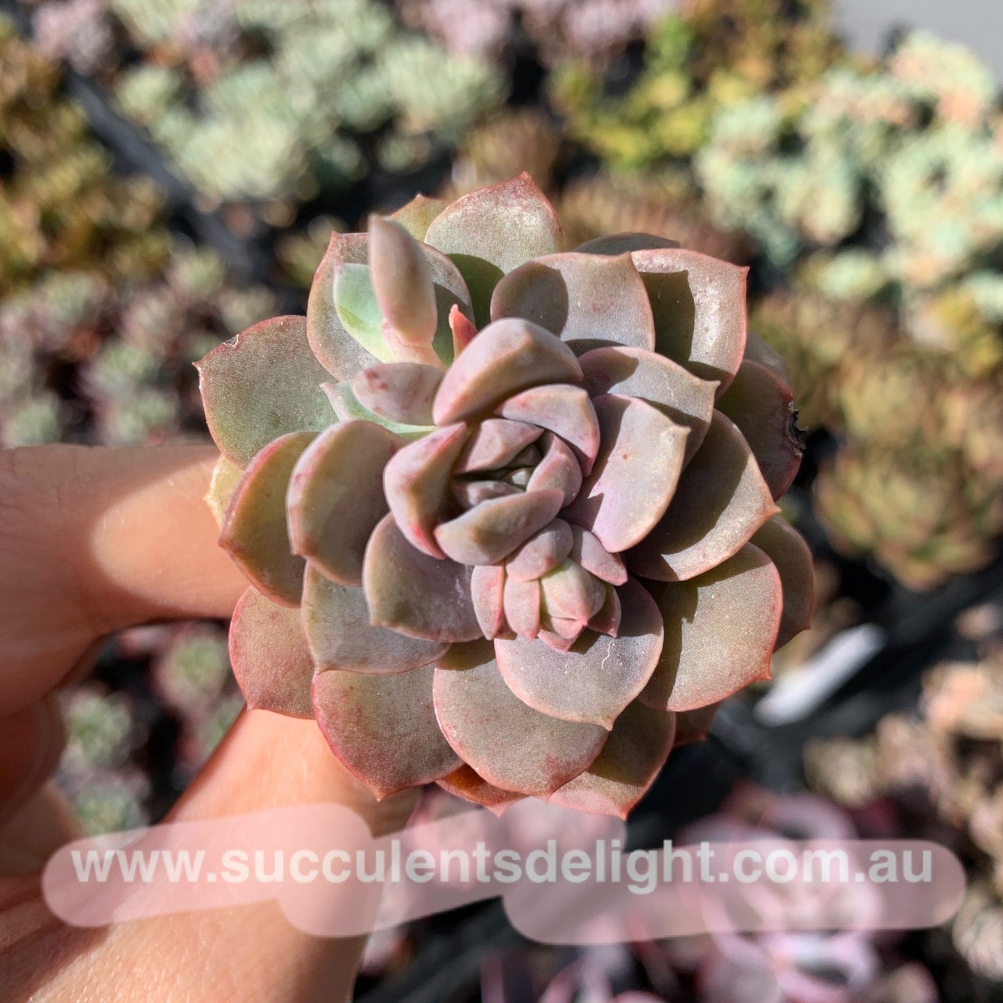 Echeveria Purple Card 紫卡