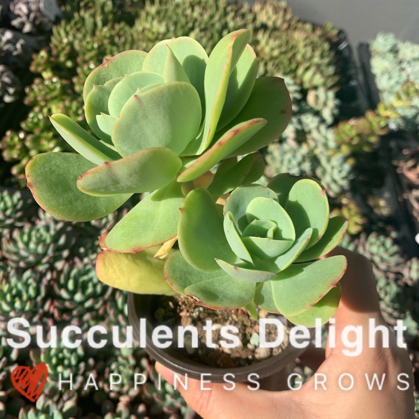 Echeveria Peach Pride 碧桃