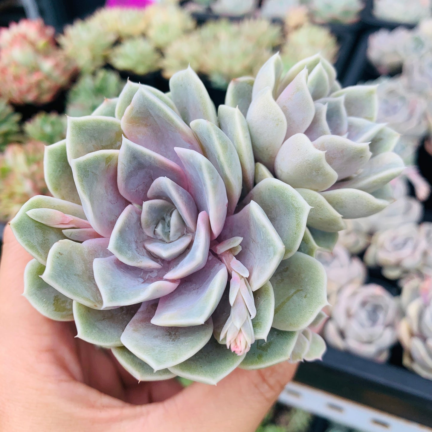 Echeveria Tynie Burger 泰尼汉堡