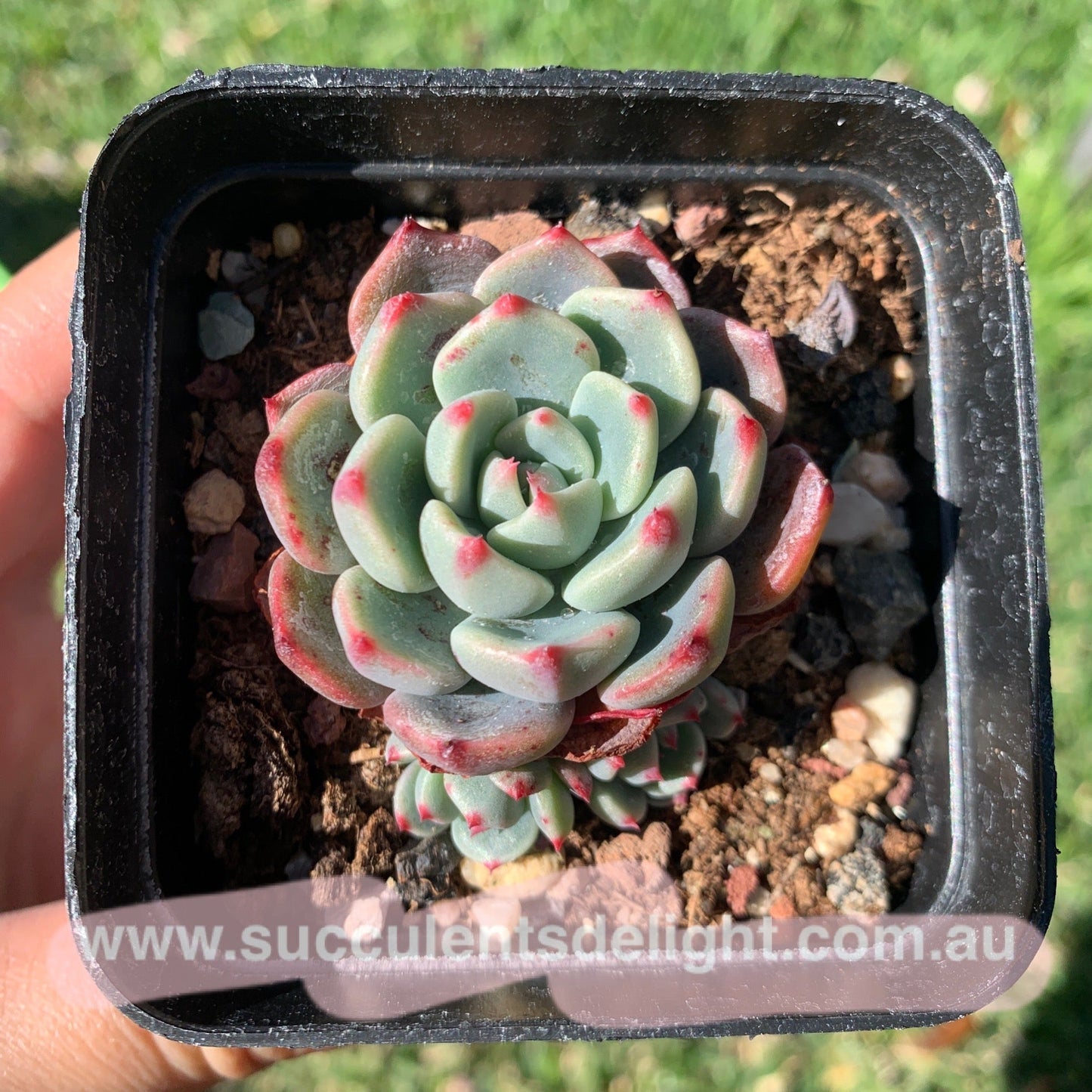 Echeveria Mini Hook 娜娜小勾