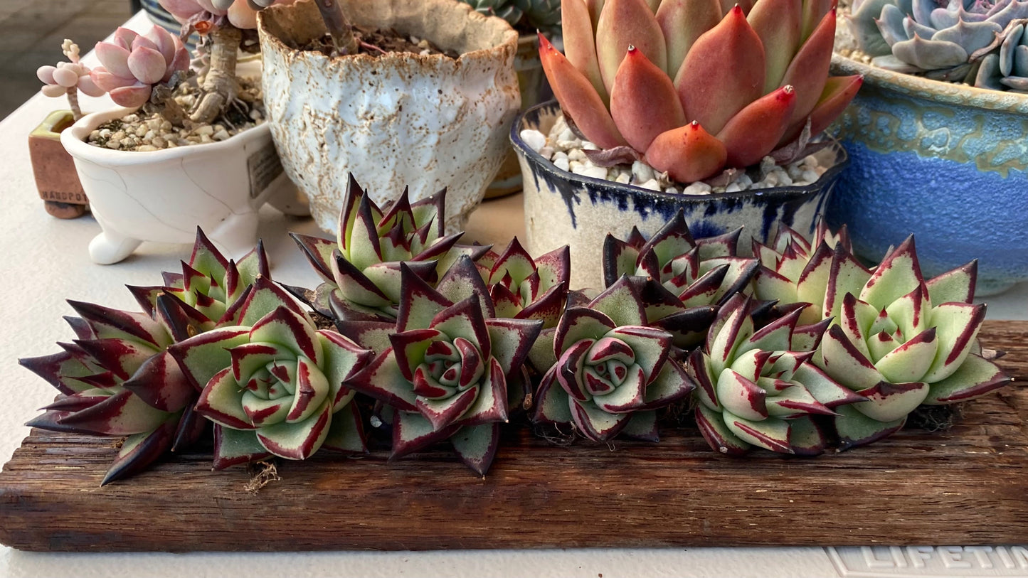 Echeveria ebony