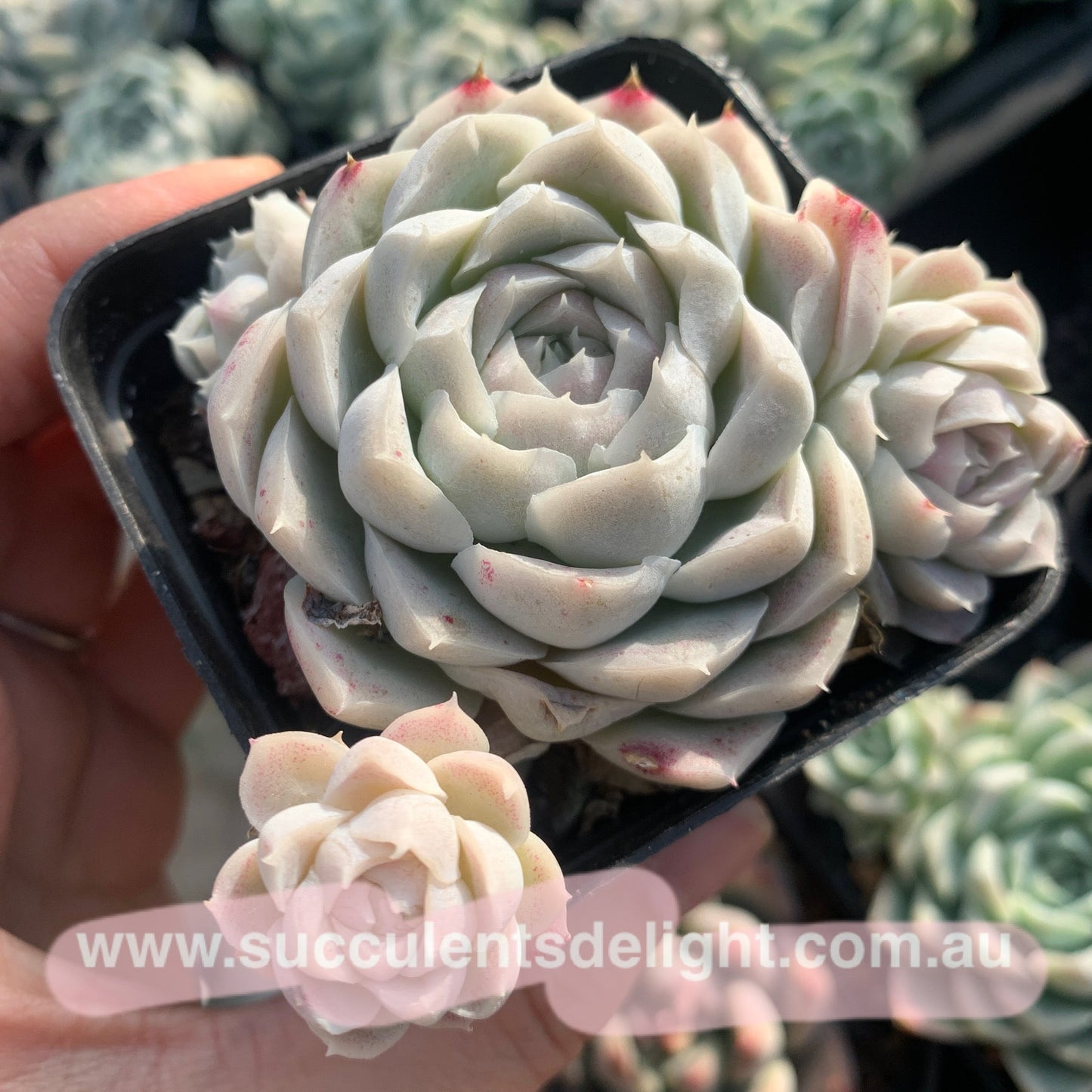 Echeveria Elegans Alba aka White Elegans 阿尔巴白月影