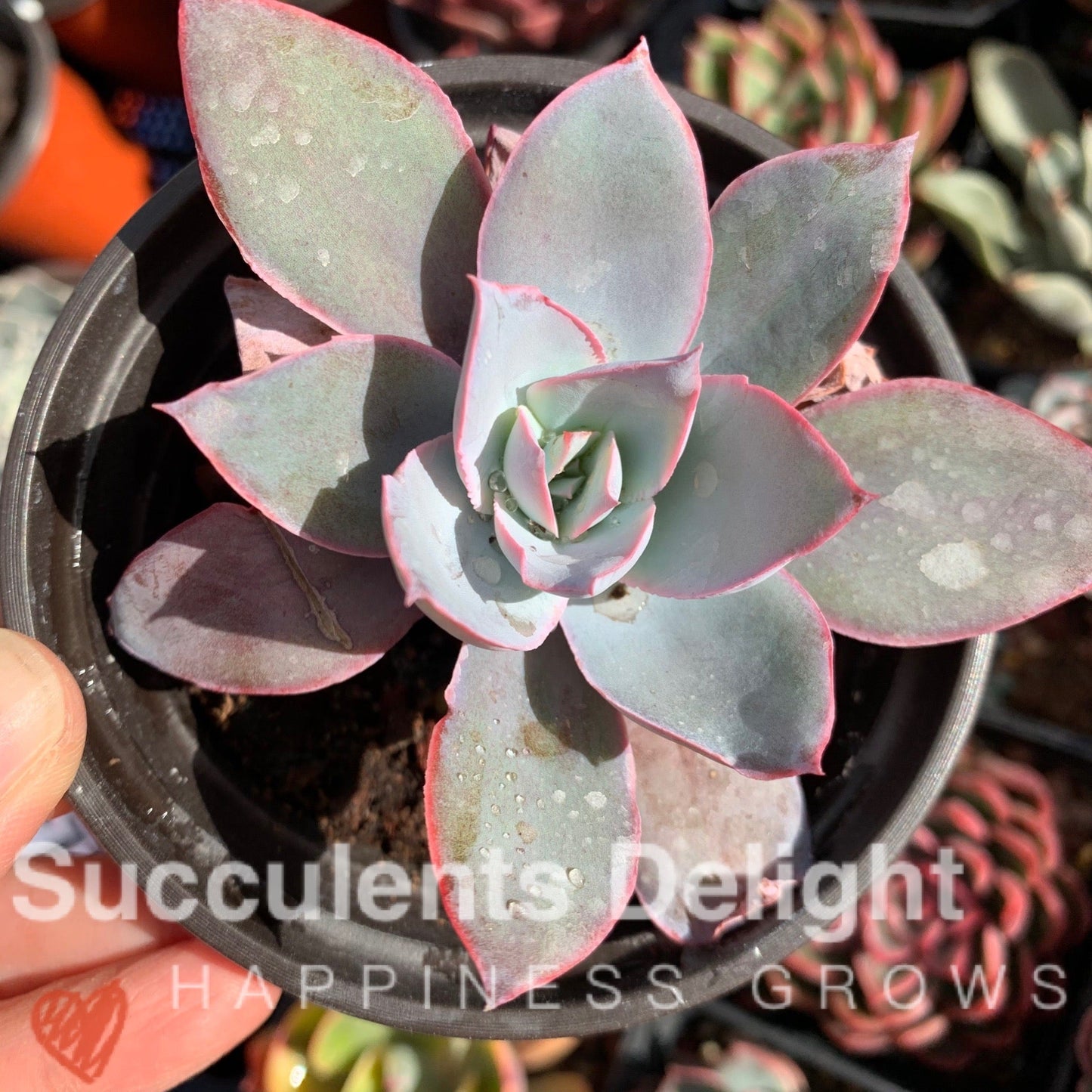 Echeveria Cante 广寒宫