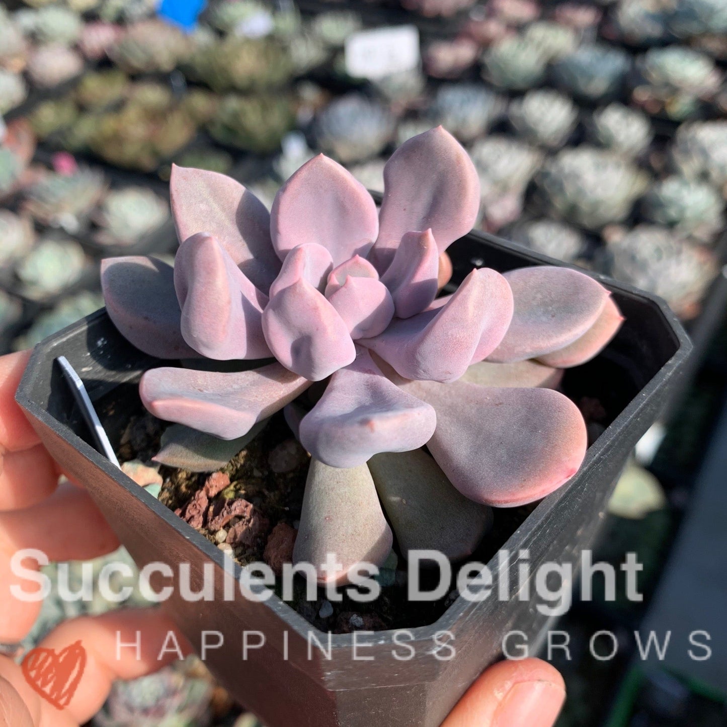Echeveria Topsy Debbie aka Echeveria Cupid 丘比特