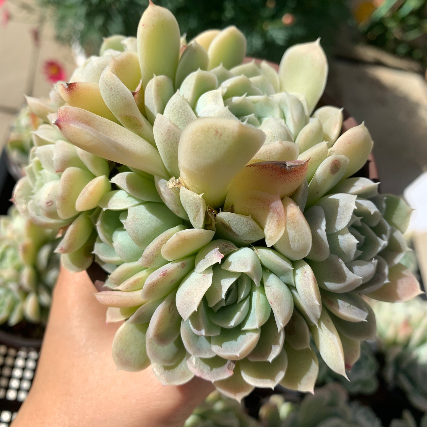 Echeveria Elegans Alba aka White Elegans 阿尔巴白月影