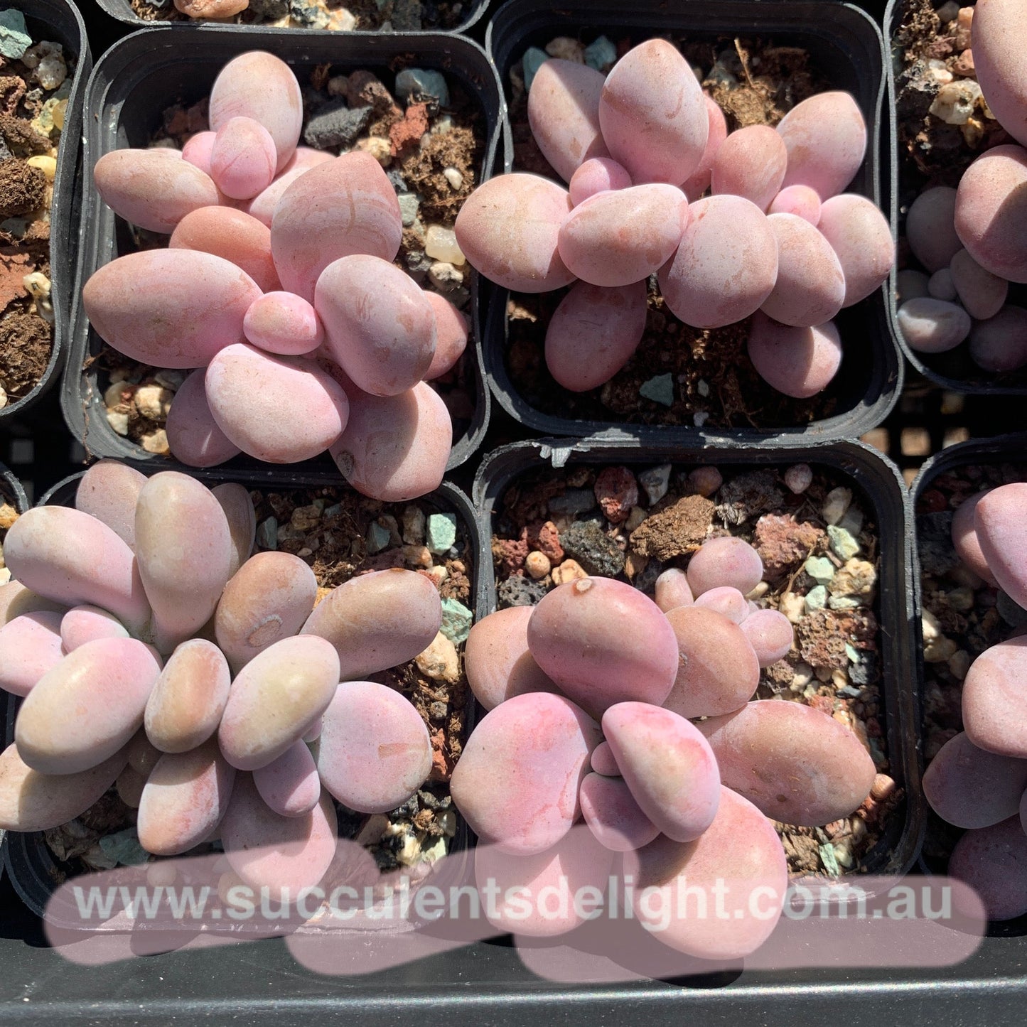 Specail!Graptopetalum Amethystinum Lavender Pebbles 桃蛋