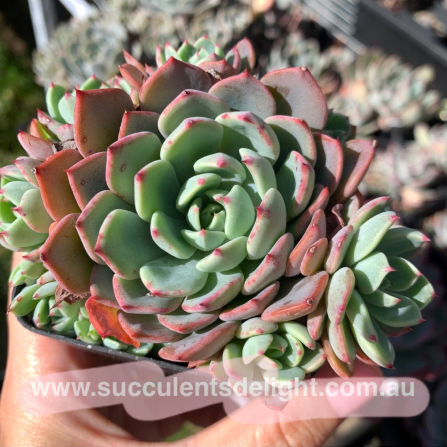 Echeveria Mini Hook 娜娜小勾
