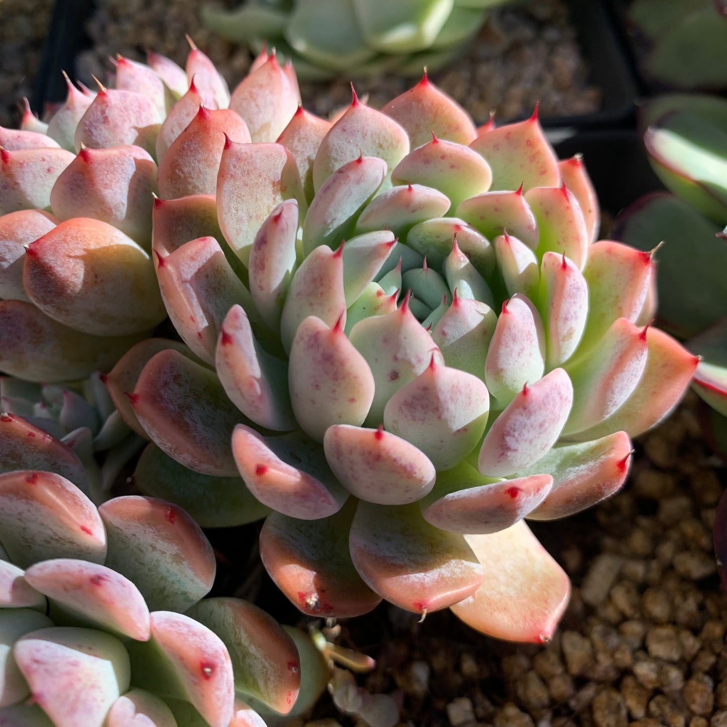 Echeveria Elegans Dongting 洞庭月影