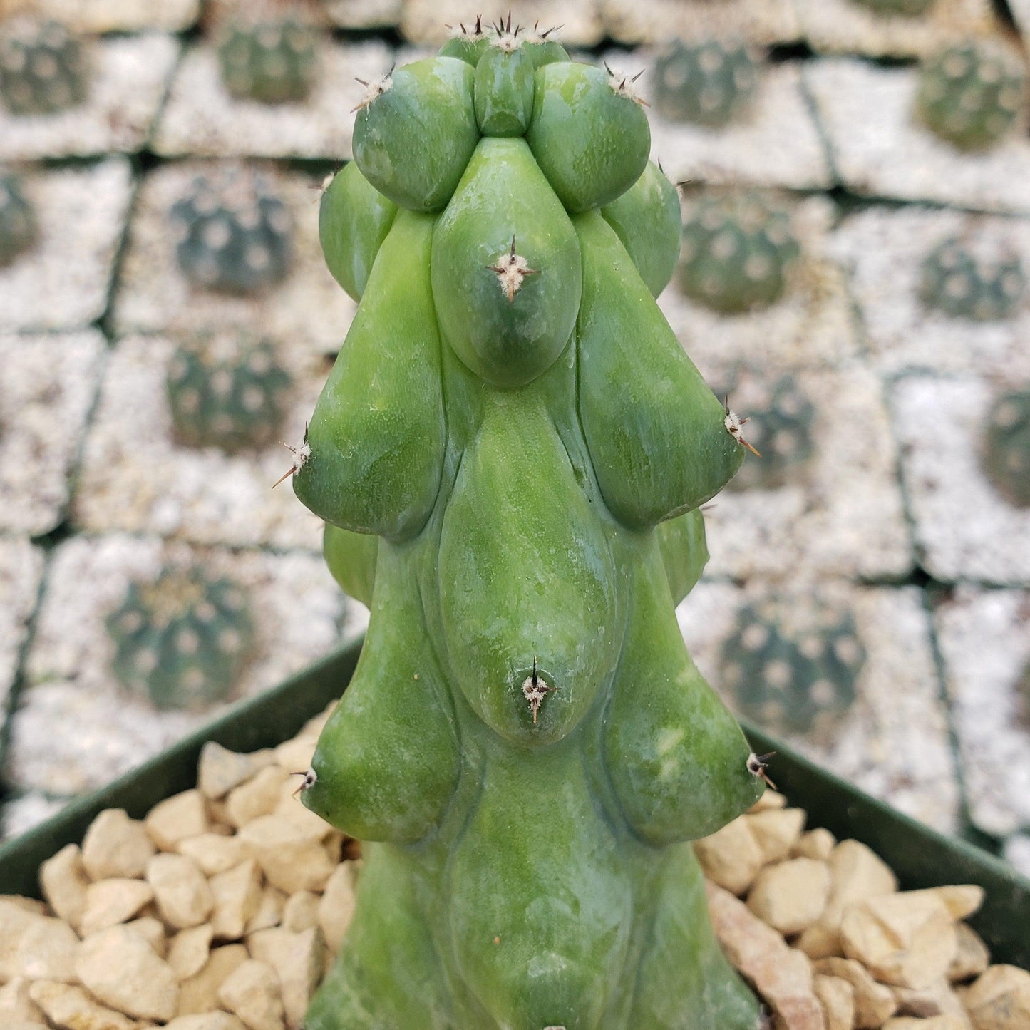 Boobie Cactus -Myrtillocactus geometrizans fukurokuryuzinboku