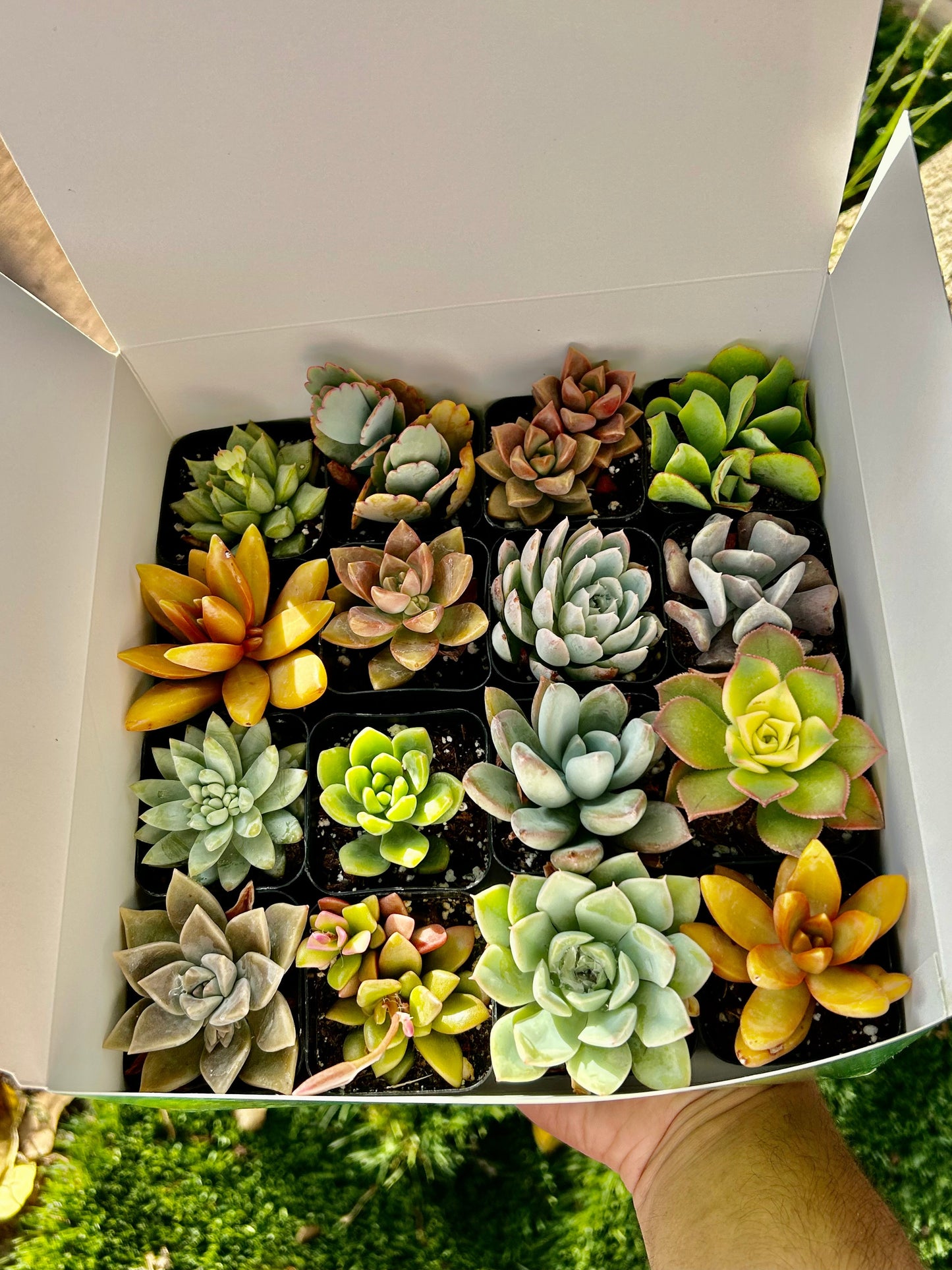 Succulent Gift Box - 16 Succulents Variety Pack